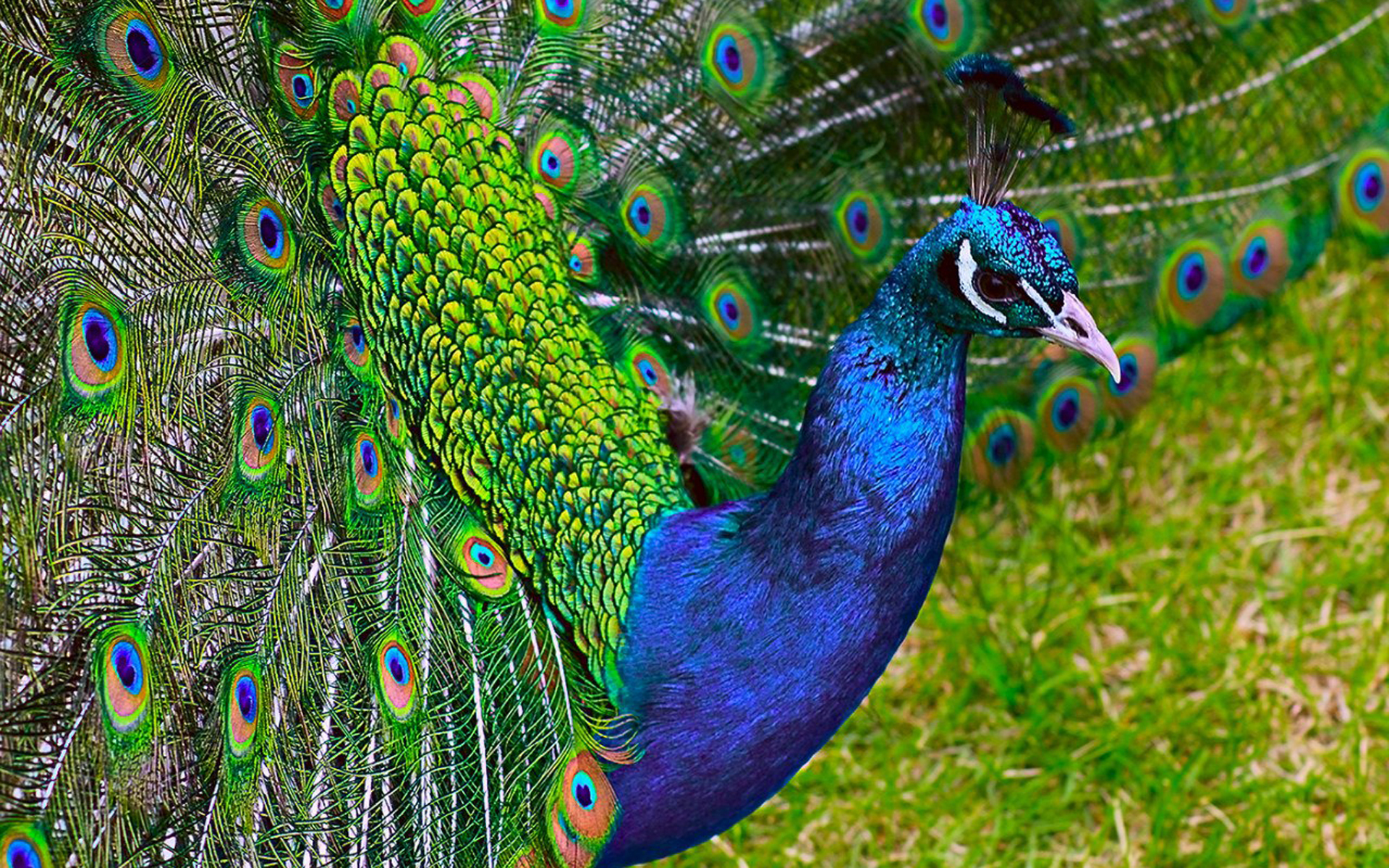 birds, peacock, animal