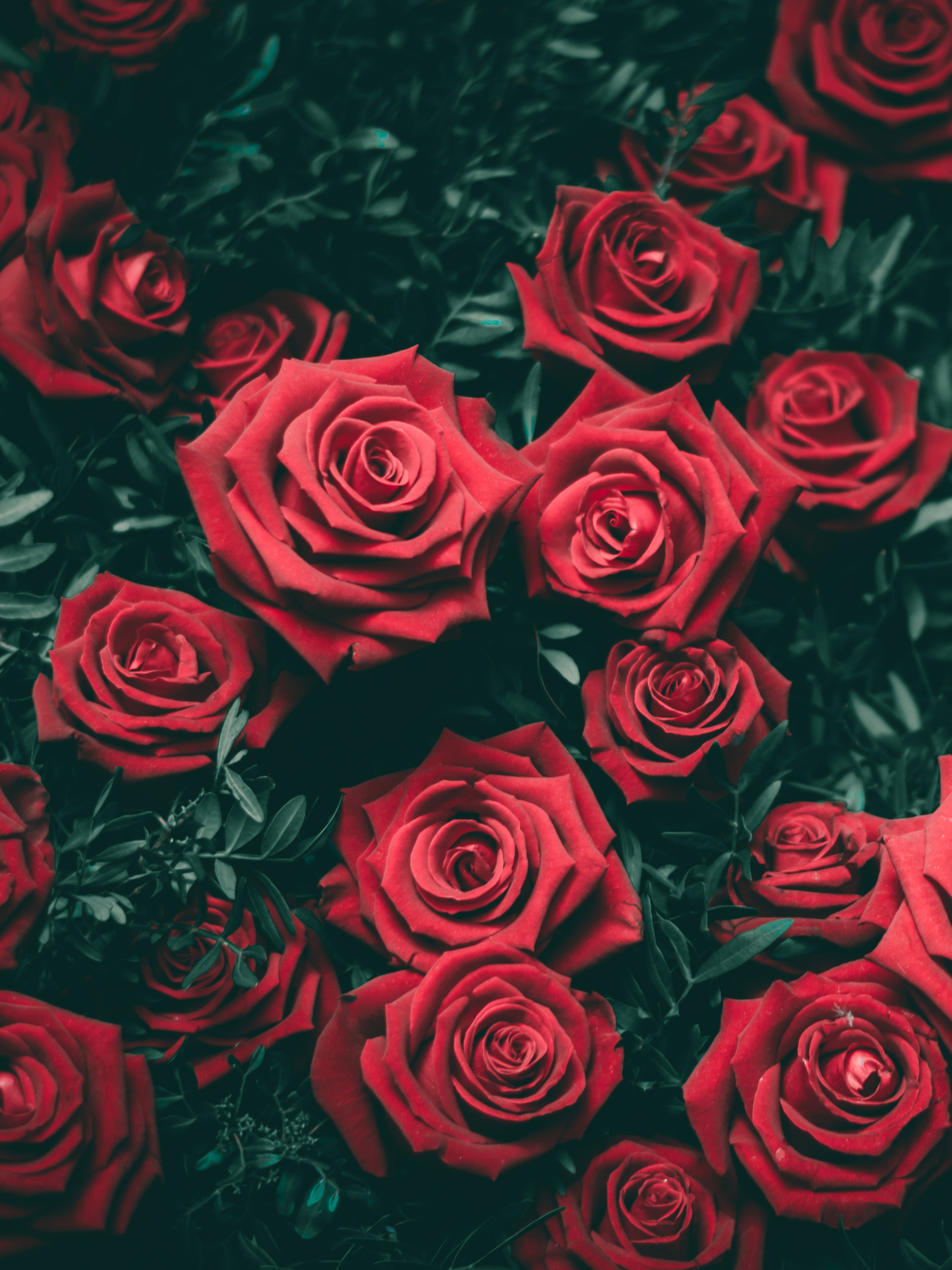 Beautiful Rose Flowers With White Petals And Red Edges Drops Water Dark  Green Wallpaper 3840x2400 : Wallpapers13.com