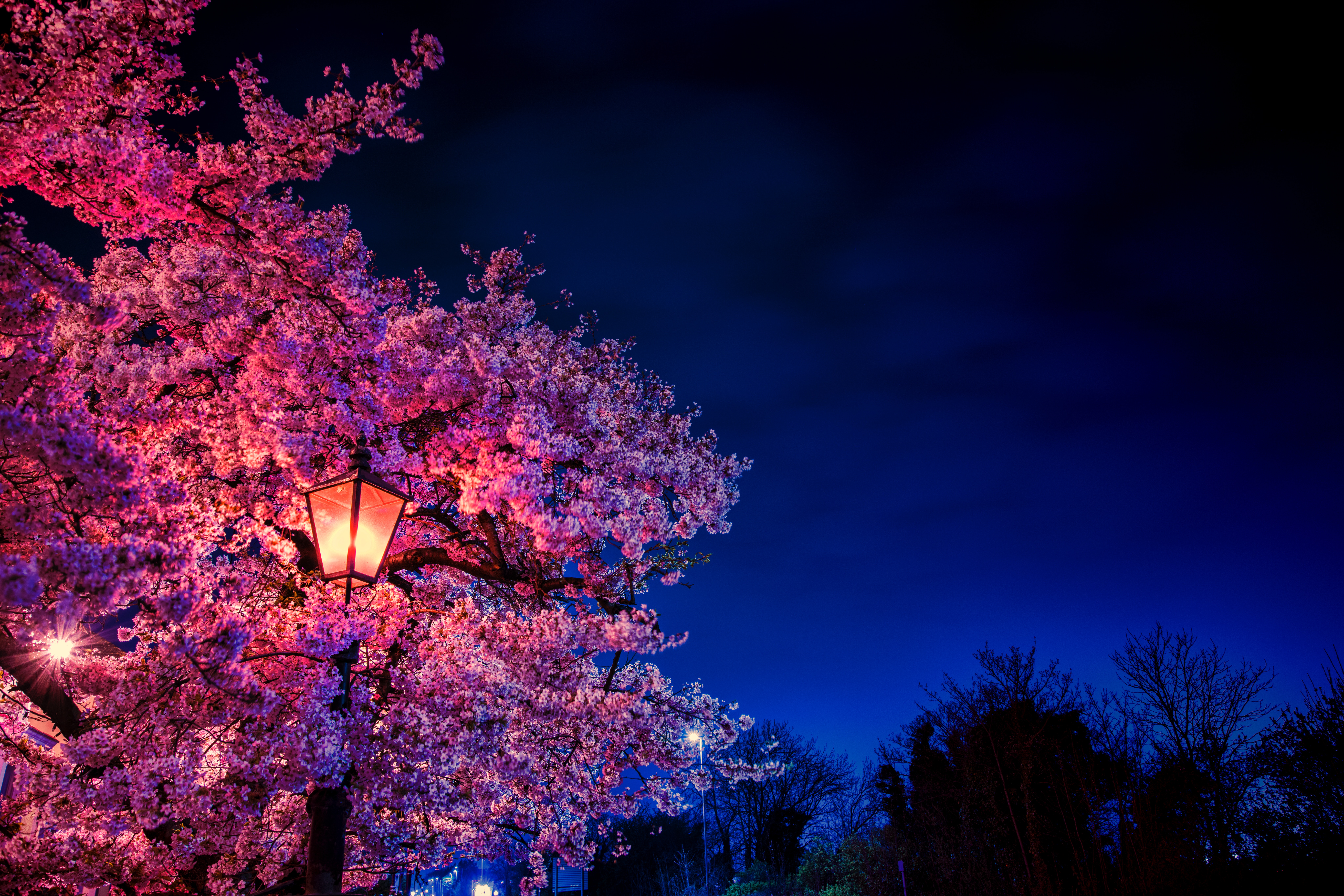 155481 télécharger le fond d'écran sakura, source, lanterne, fleurs, lampe, soir, printemps - économiseurs d'écran et images gratuitement