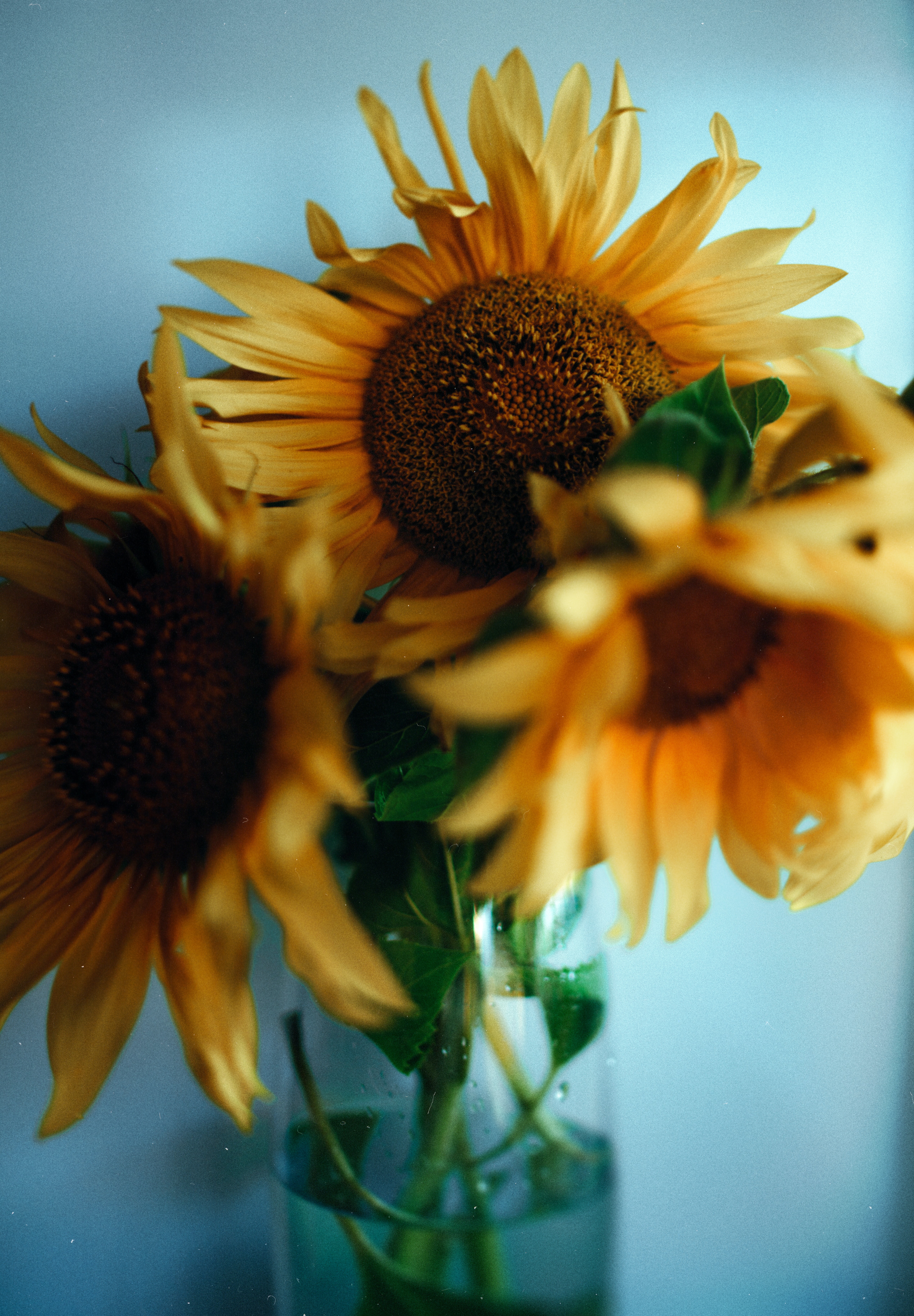 Handy-Wallpaper Blumen, Vase, Strauß, Bouquet, Sonnenblumen kostenlos herunterladen.