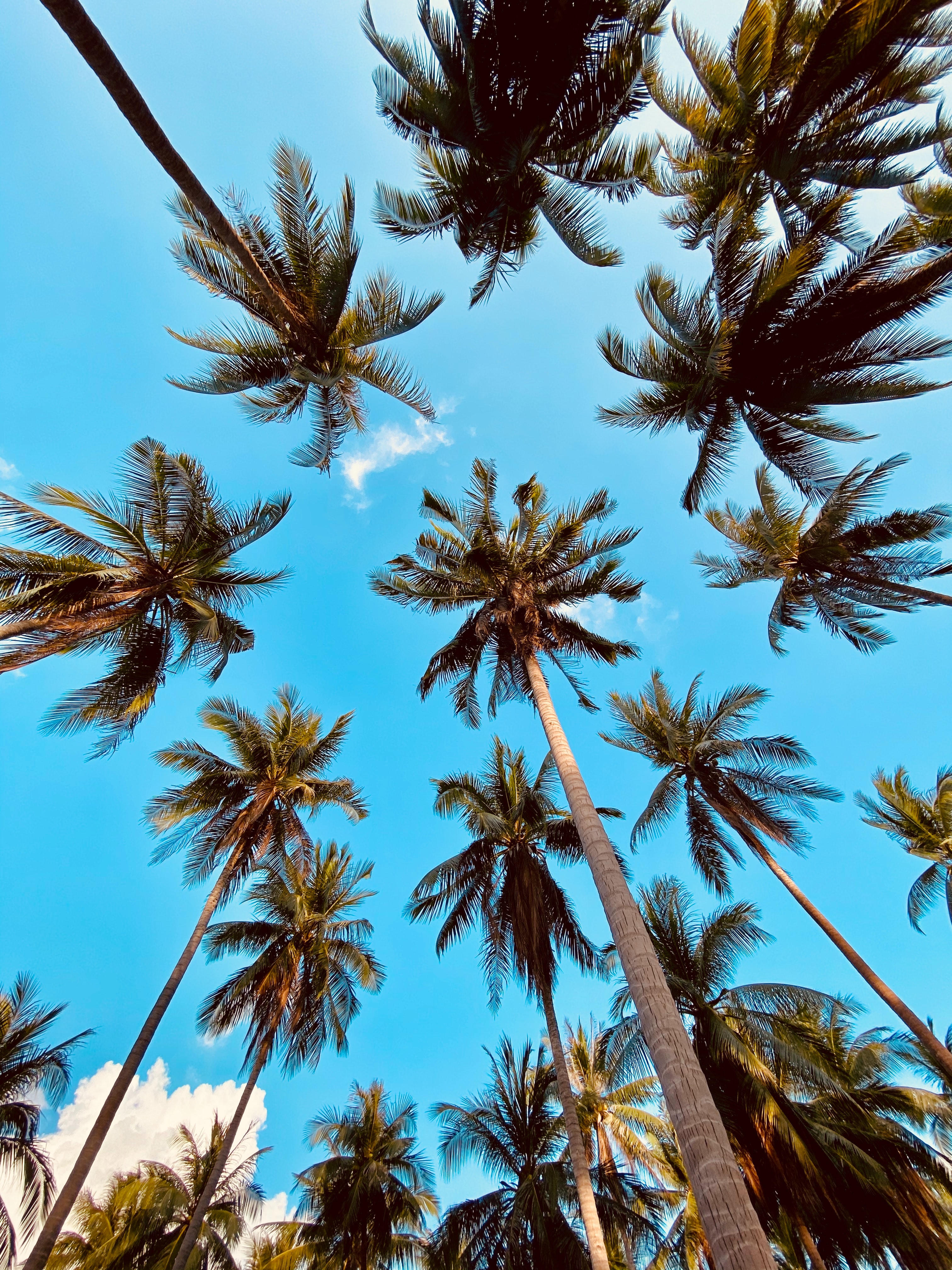 palm, nature, clouds, bottom view Full HD