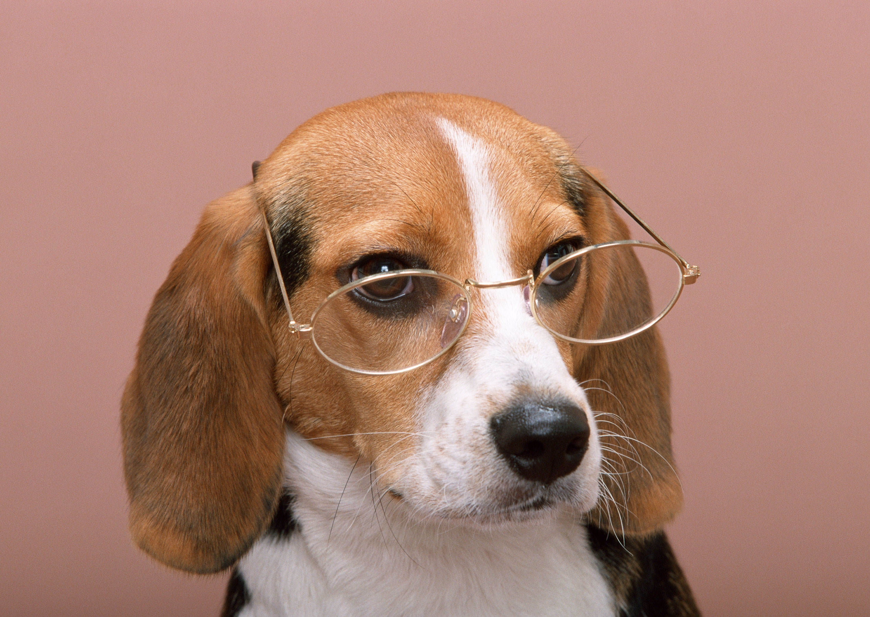 animals, dog, glasses, spectacles, pink background HD wallpaper
