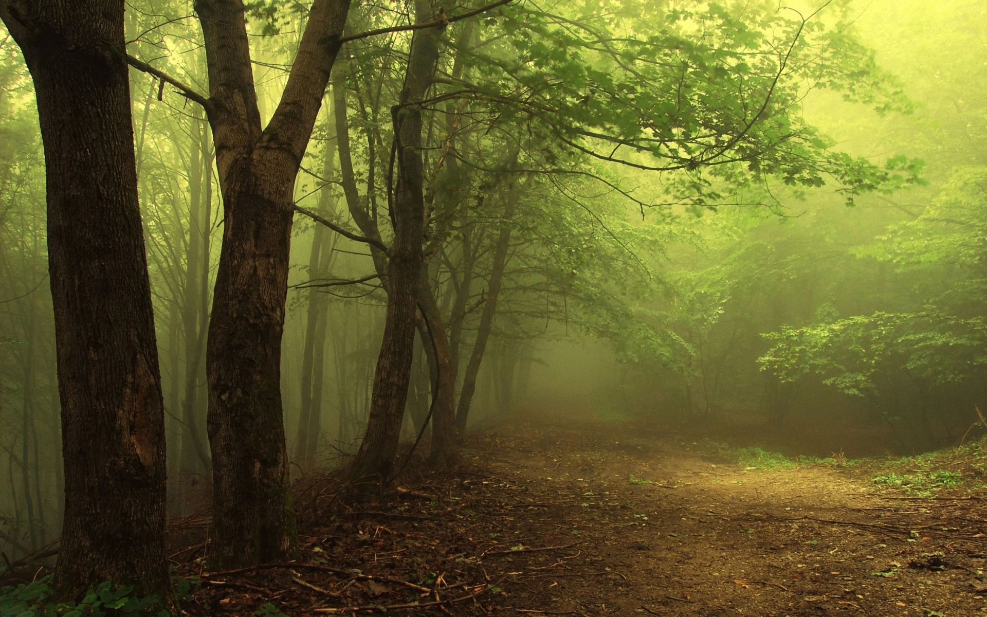1452253 下載圖片 自然, 雾, 森林, 小路, 树 - 免費壁紙和屏保