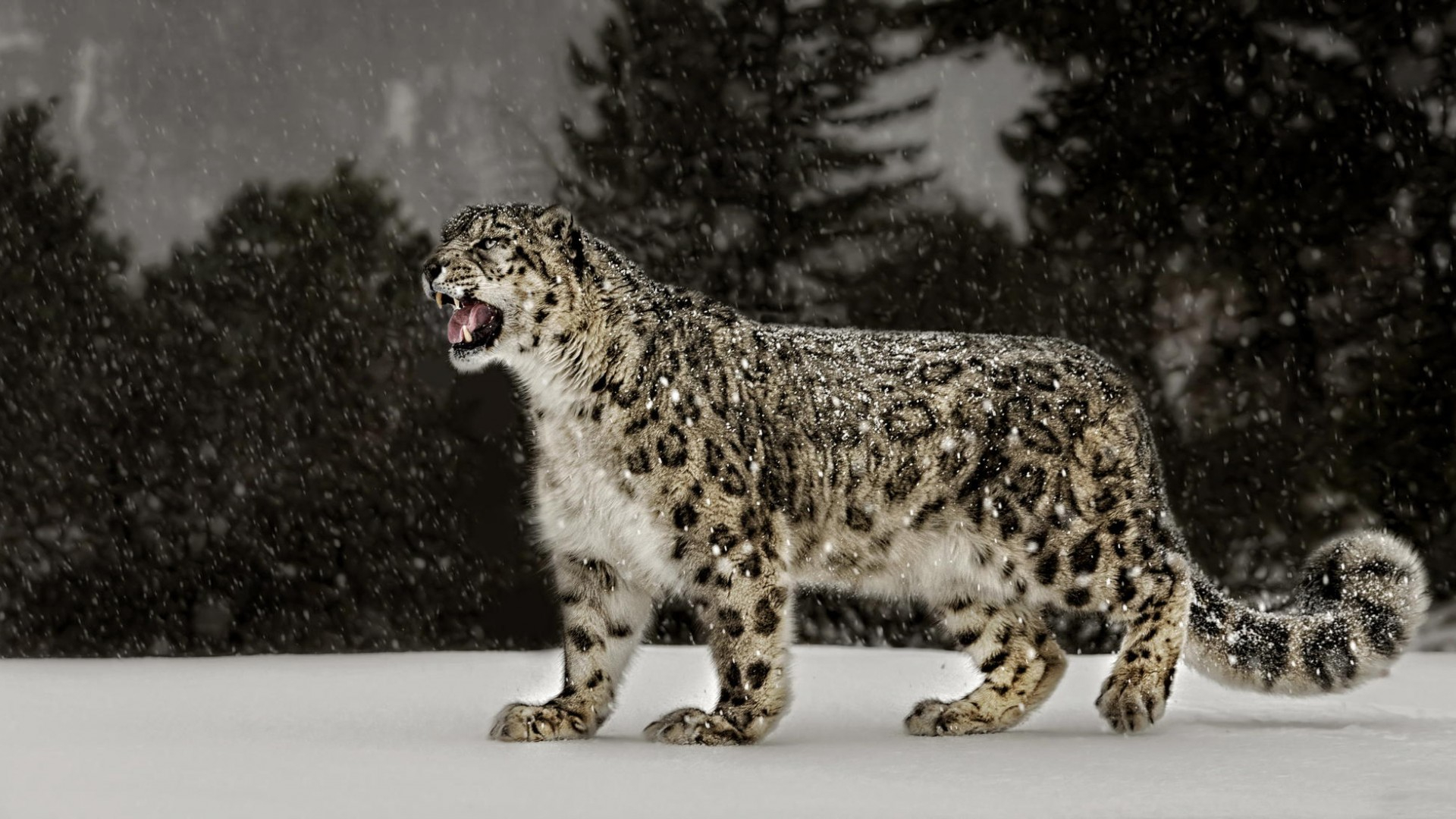 Гепард снежный Барс леопард