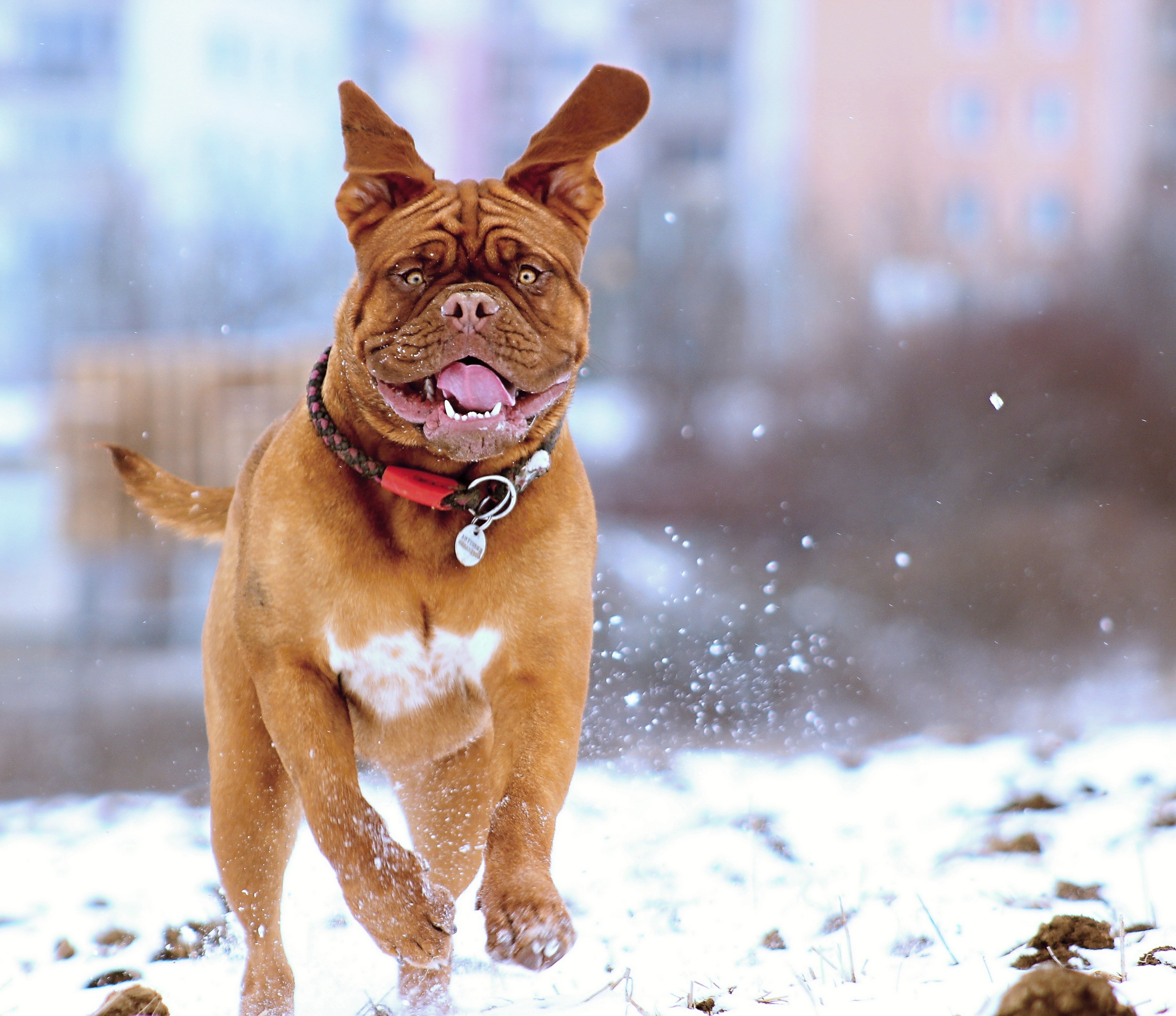 animals, snow, dog, bounce, jump, run, running, french mastiff