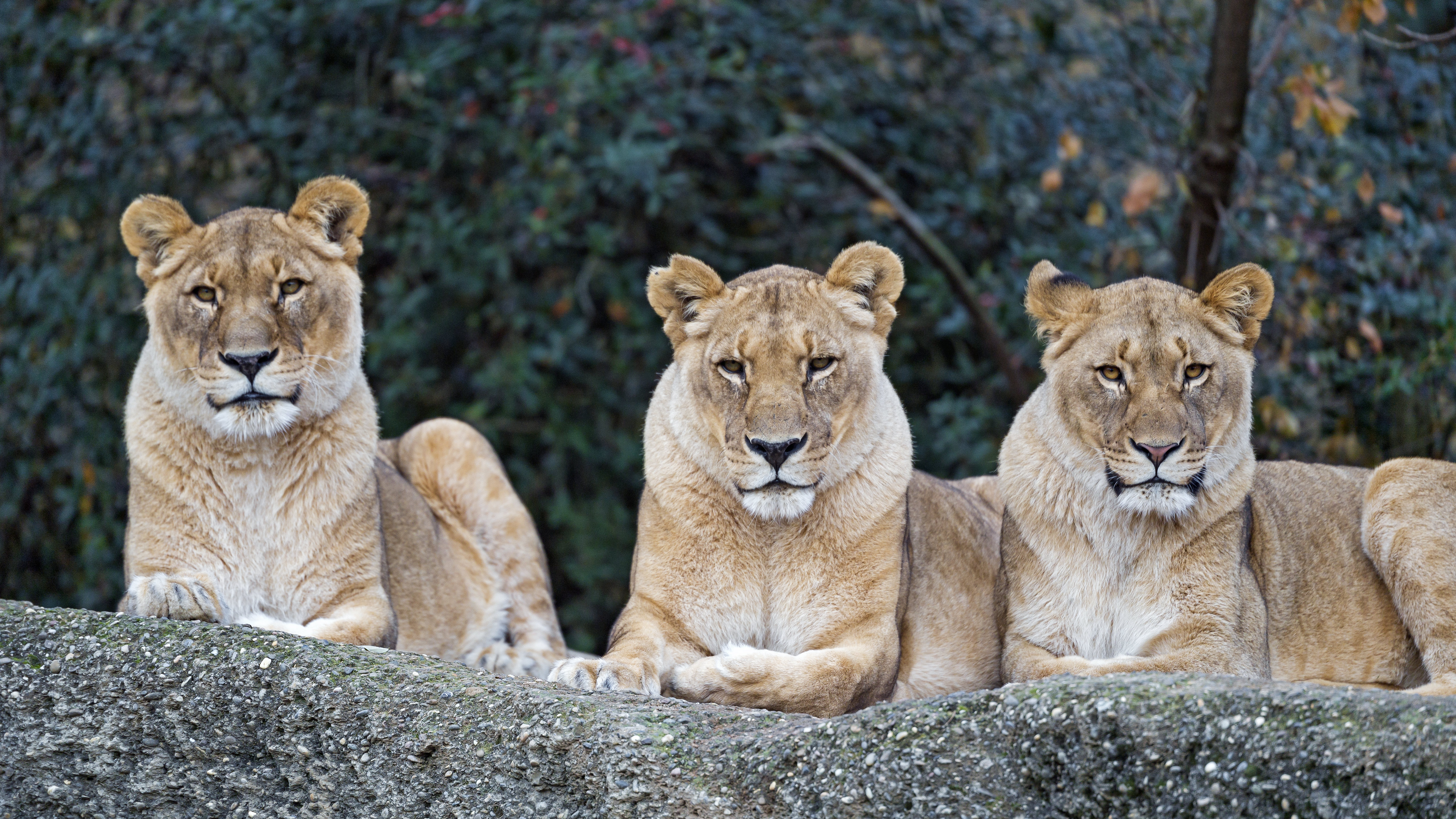 Download mobile wallpaper Opinion, Animals, Sight, Predator, Big Cat, Lioness for free.
