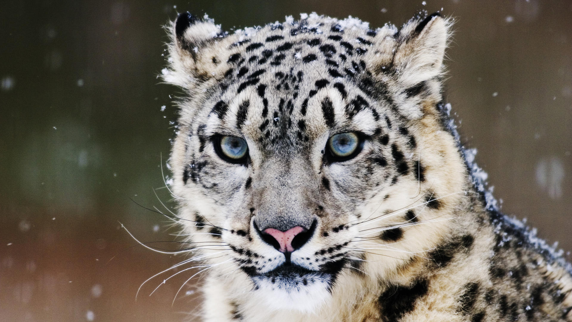 262795 Hintergrundbild herunterladen schneeleopard, tiere, katzen - Bildschirmschoner und Bilder kostenlos