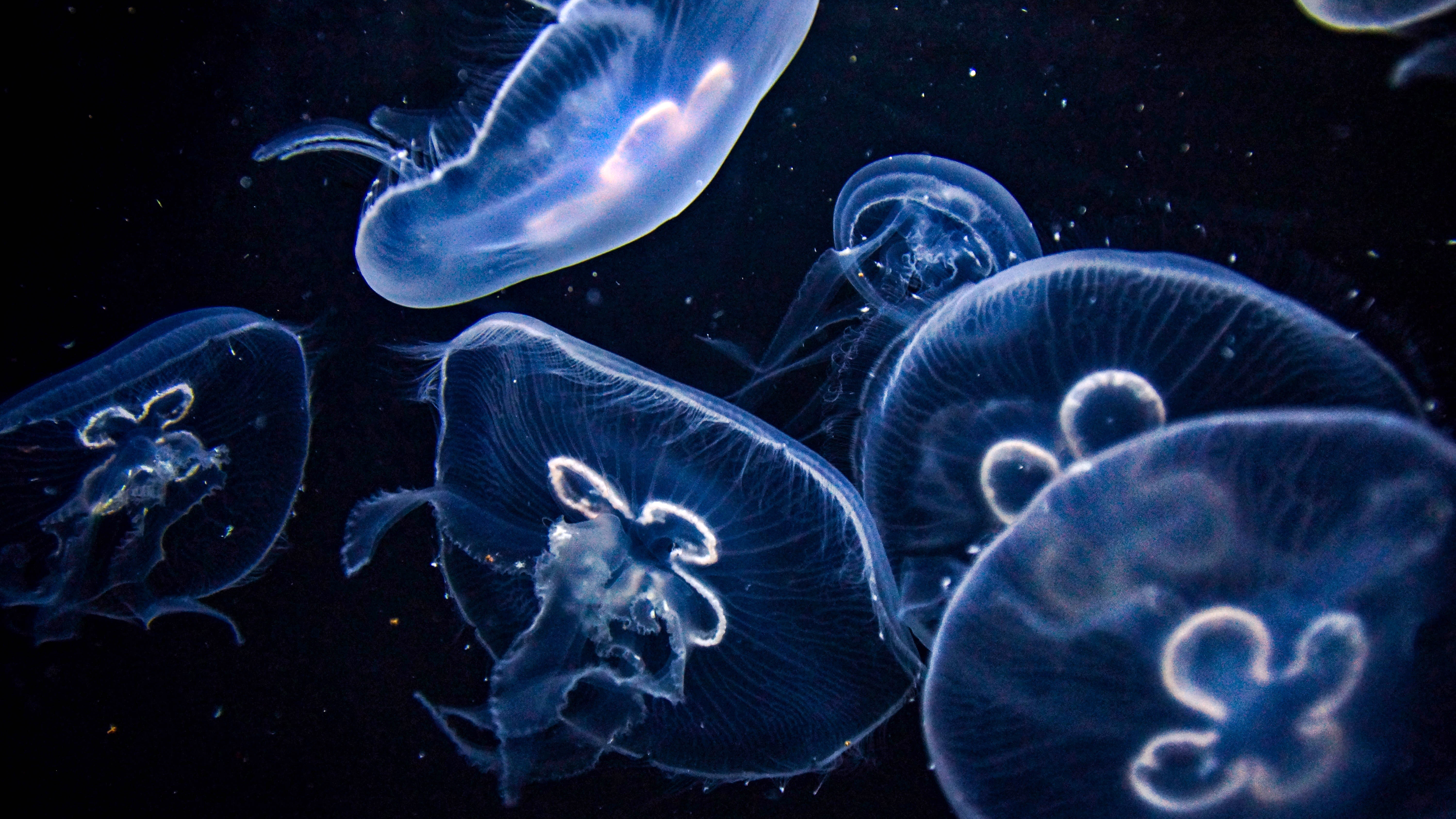 Free download wallpaper Jellyfish, Animal on your PC desktop
