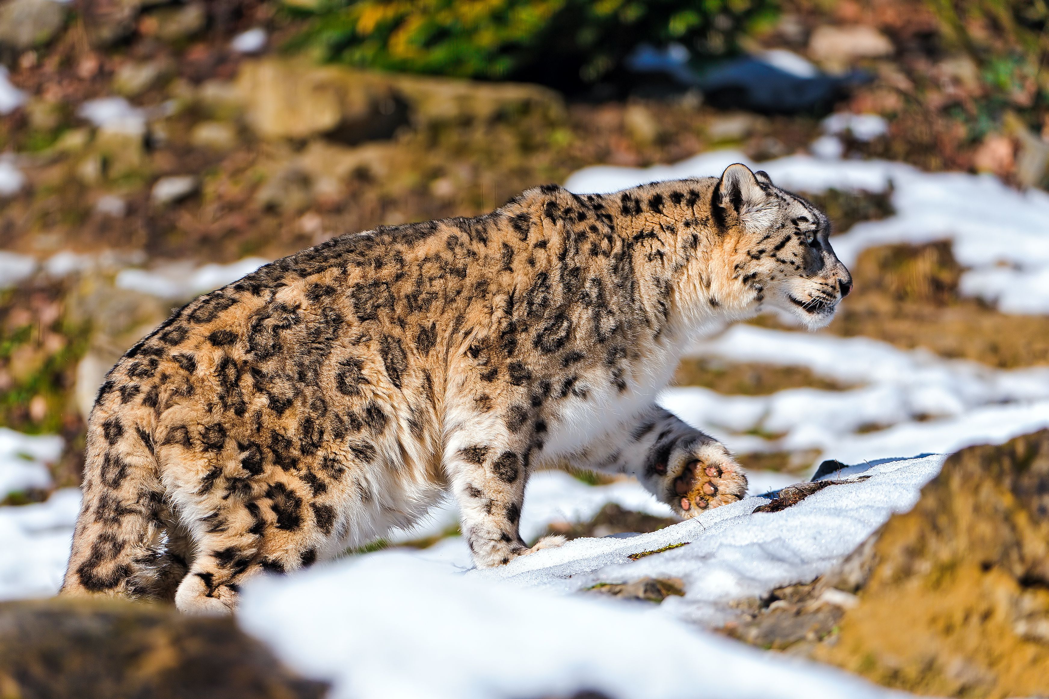 Free Images  Snow Leopard