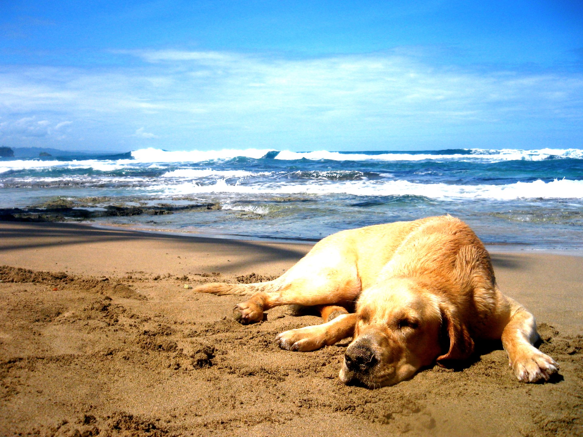 собаки на пляже