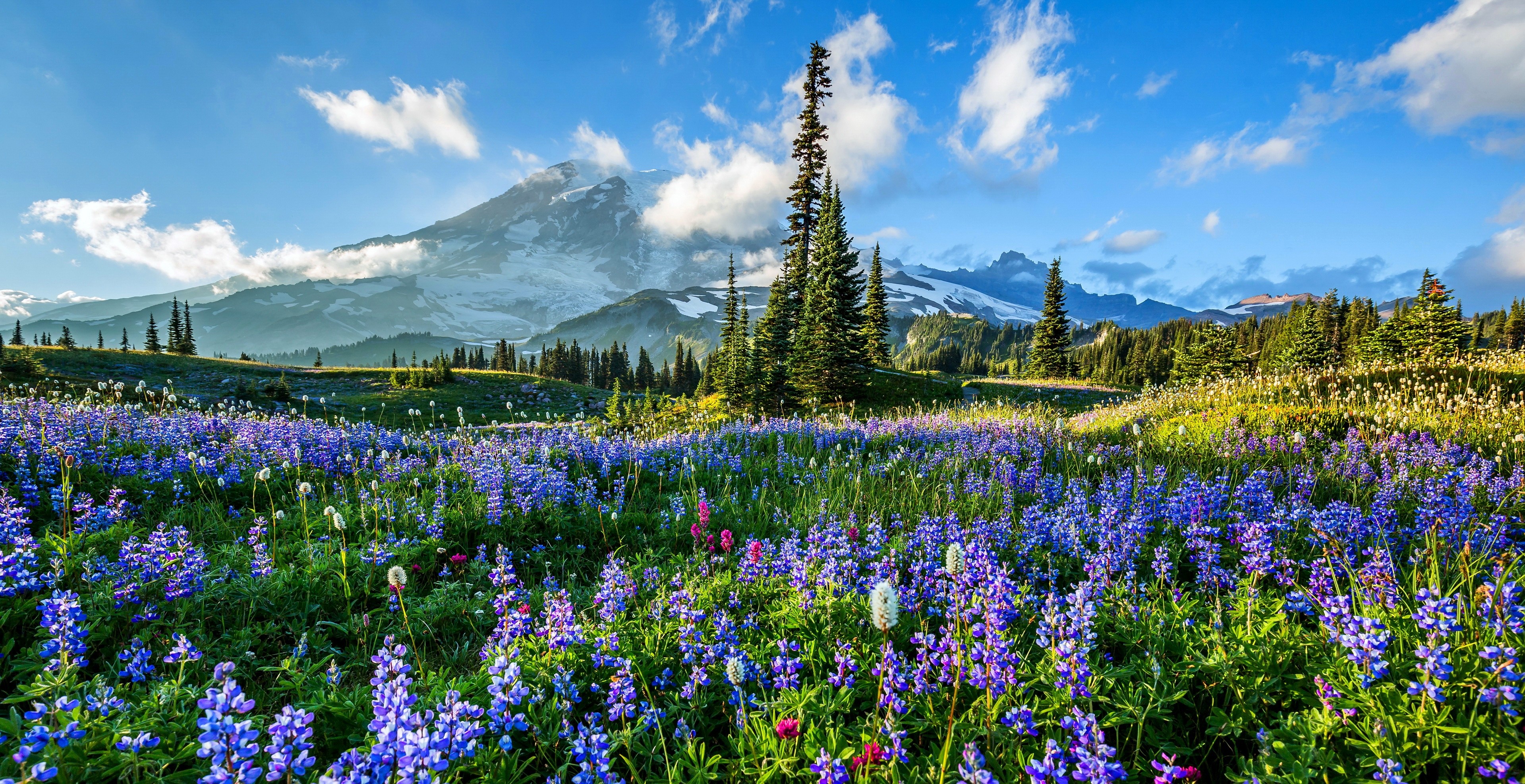mountains, earth, mount rainier, field, flower, lupine, mountain, purple flower Desktop home screen Wallpaper