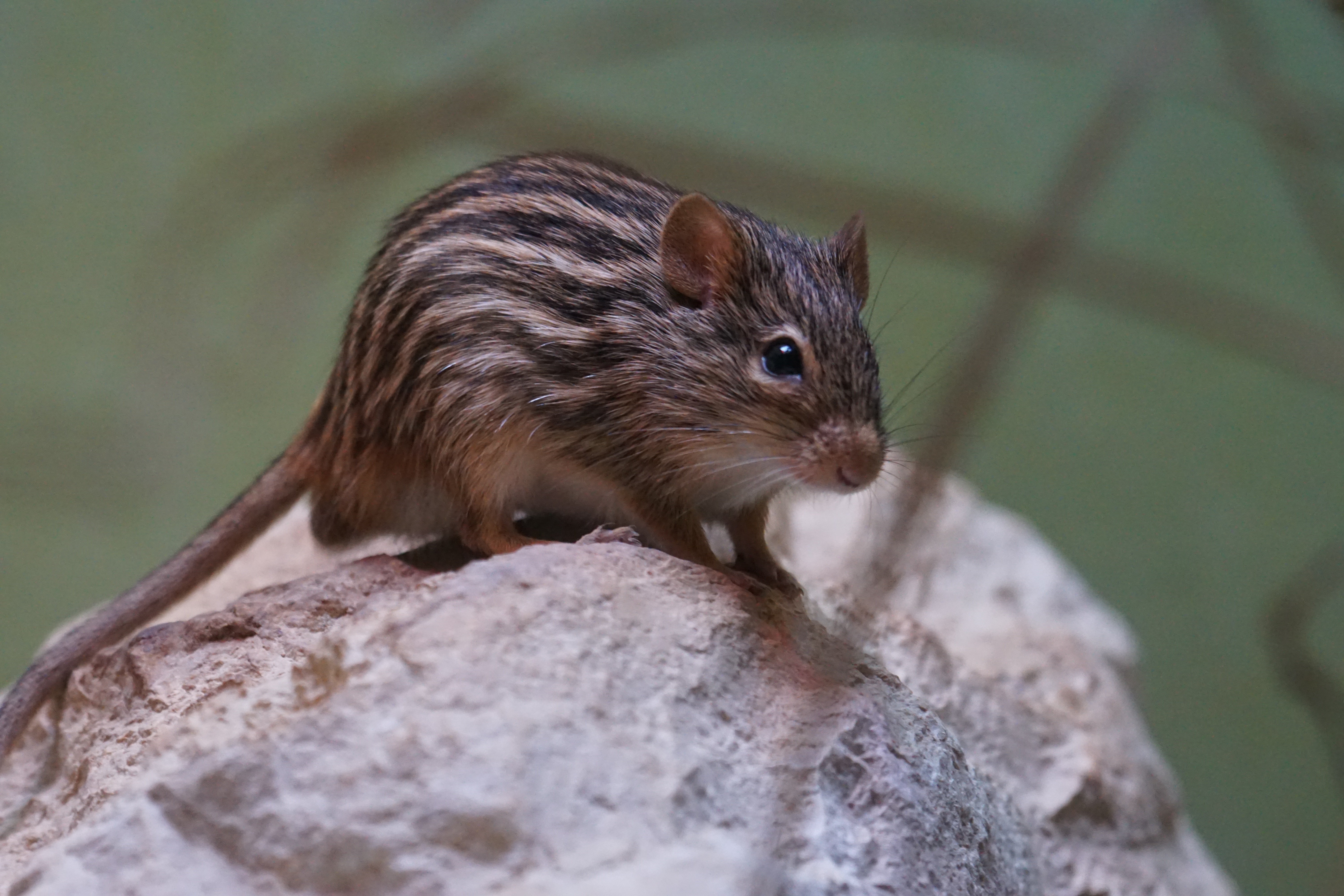 Download mobile wallpaper Rodent, Striped, Mouse, Animals for free.