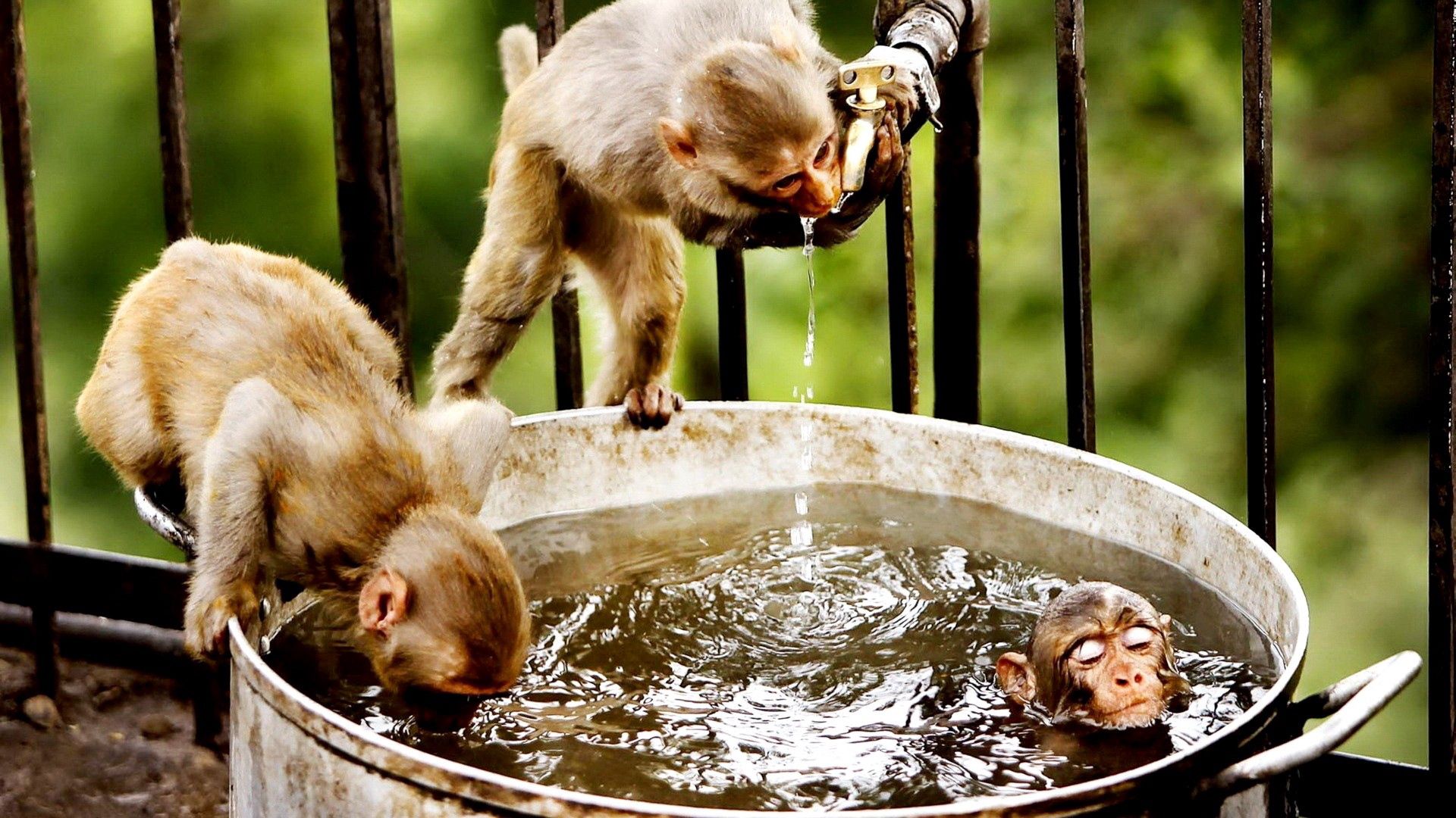 animals, water, monkeys, drink, thirst, bathe Free Stock Photo