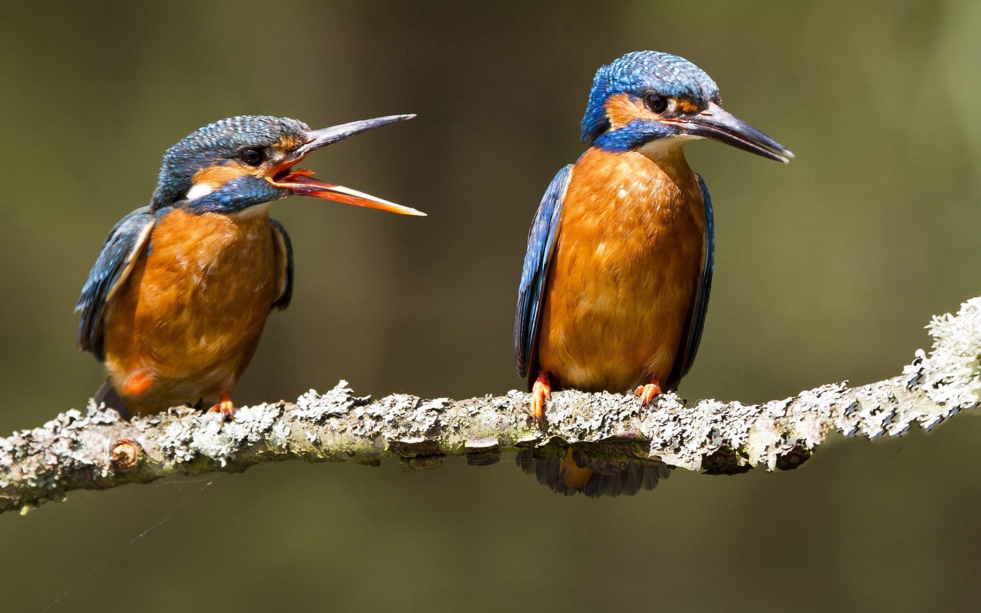 animals, birds, branch, scream, cry, kingfishers High Definition image
