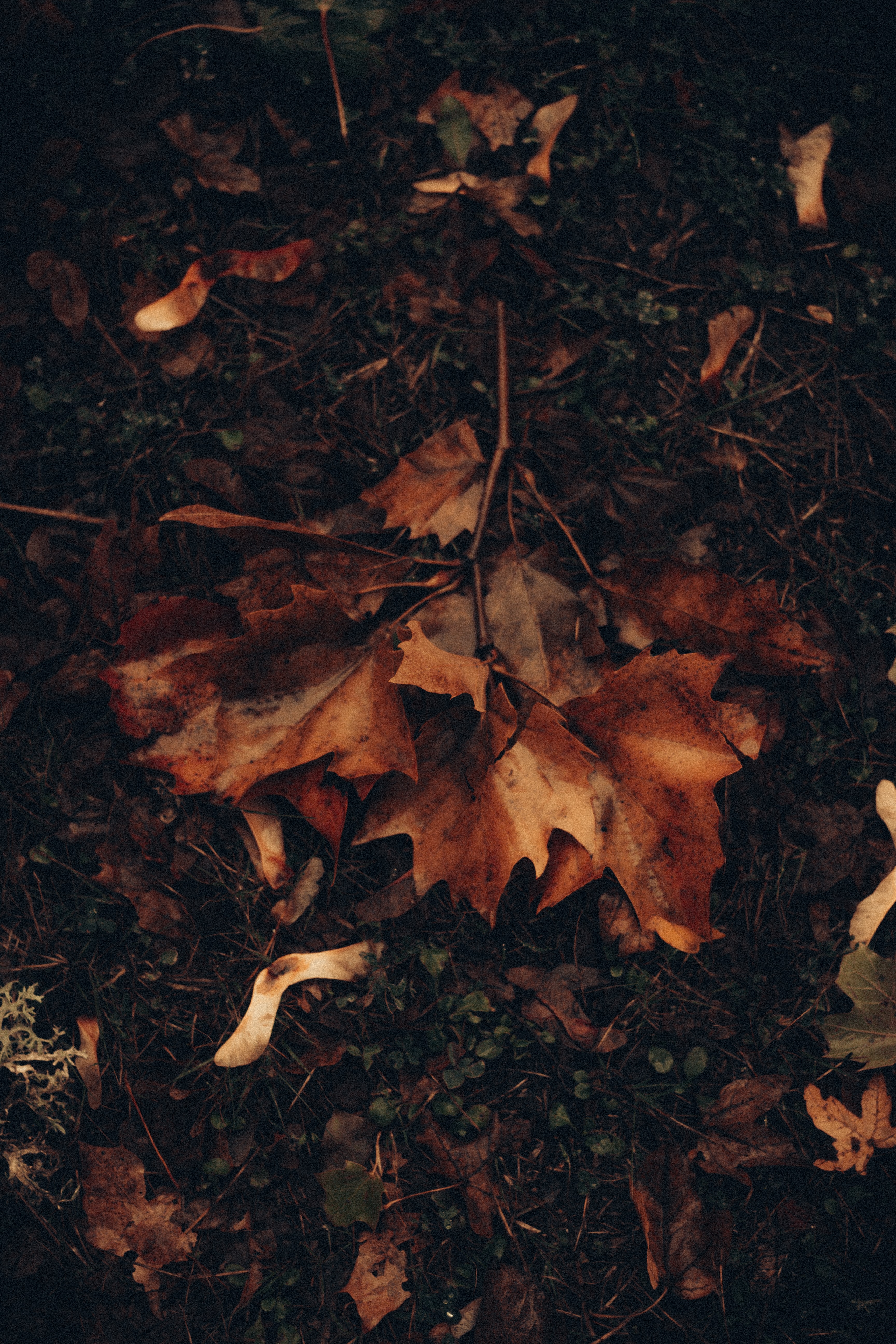Laden Sie das Grass, Blätter, Laub, Ahorn, Natur, Herbst-Bild kostenlos auf Ihren PC-Desktop herunter