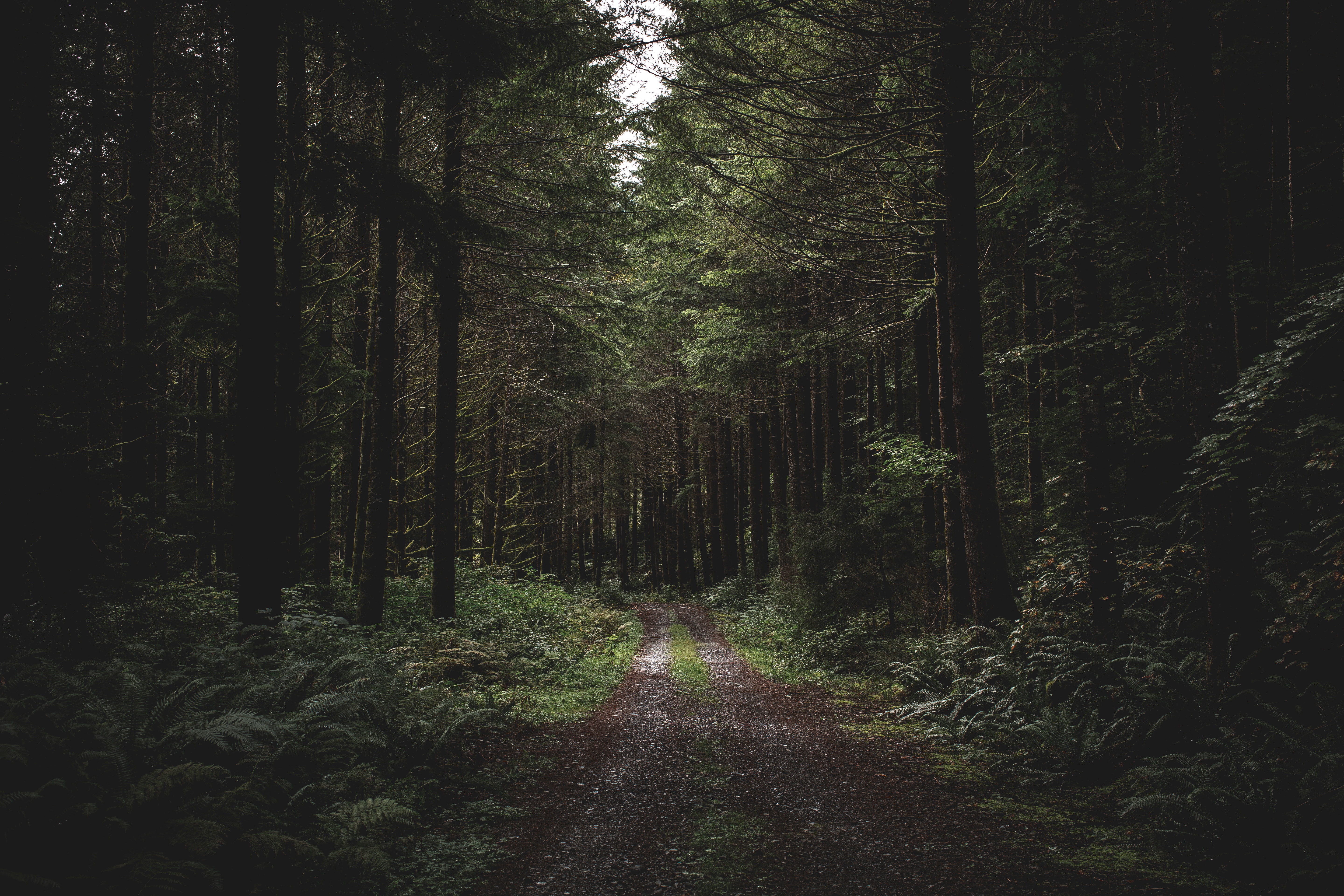 trees, forest, nature, grass, path, evening Phone Background