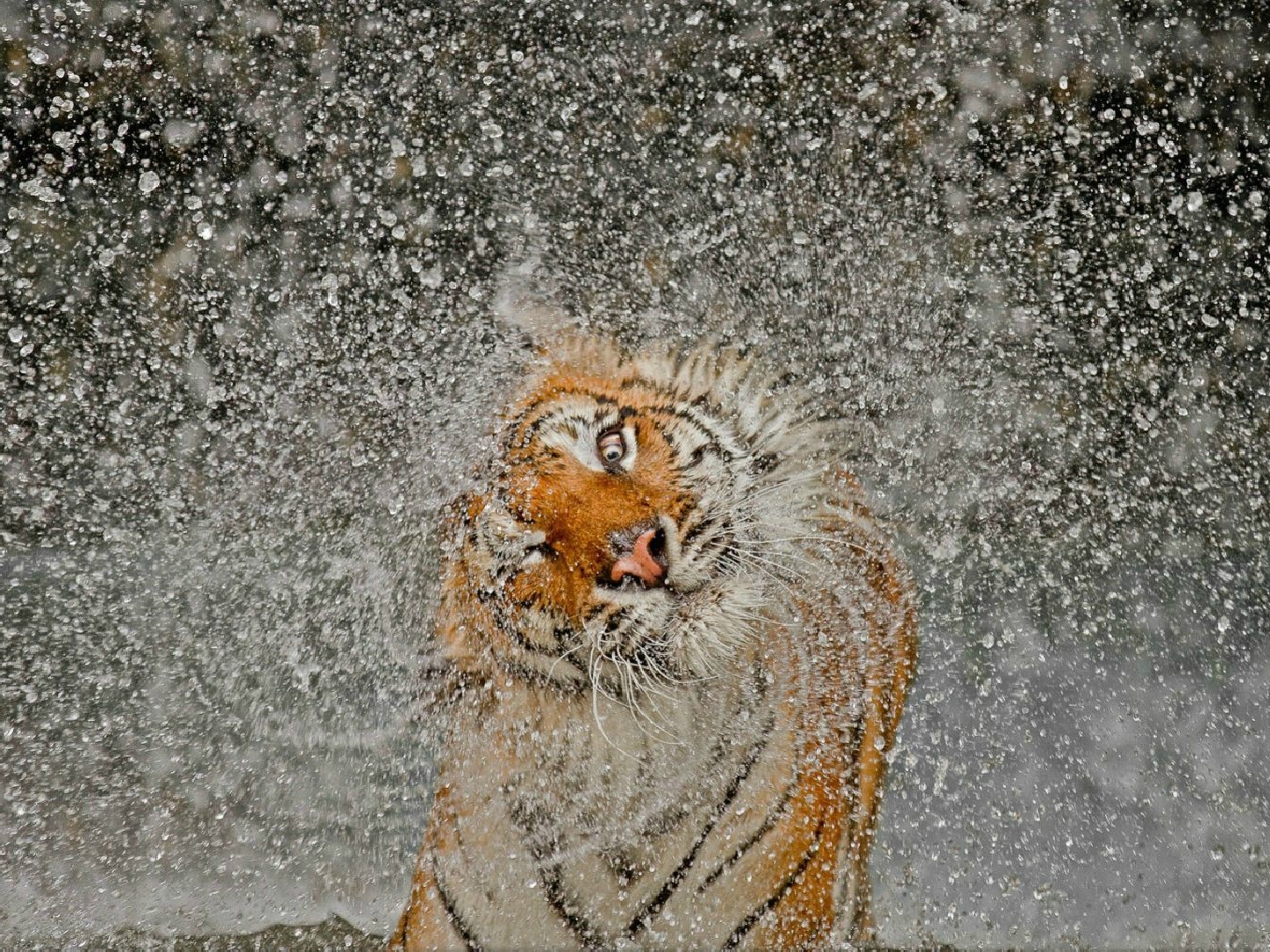 Мокрый тигр