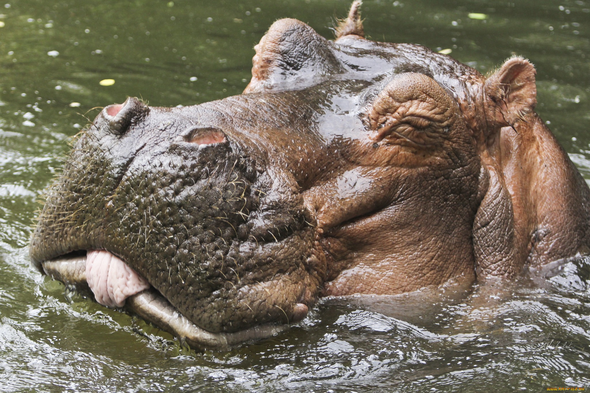 animal, hippo lock screen backgrounds