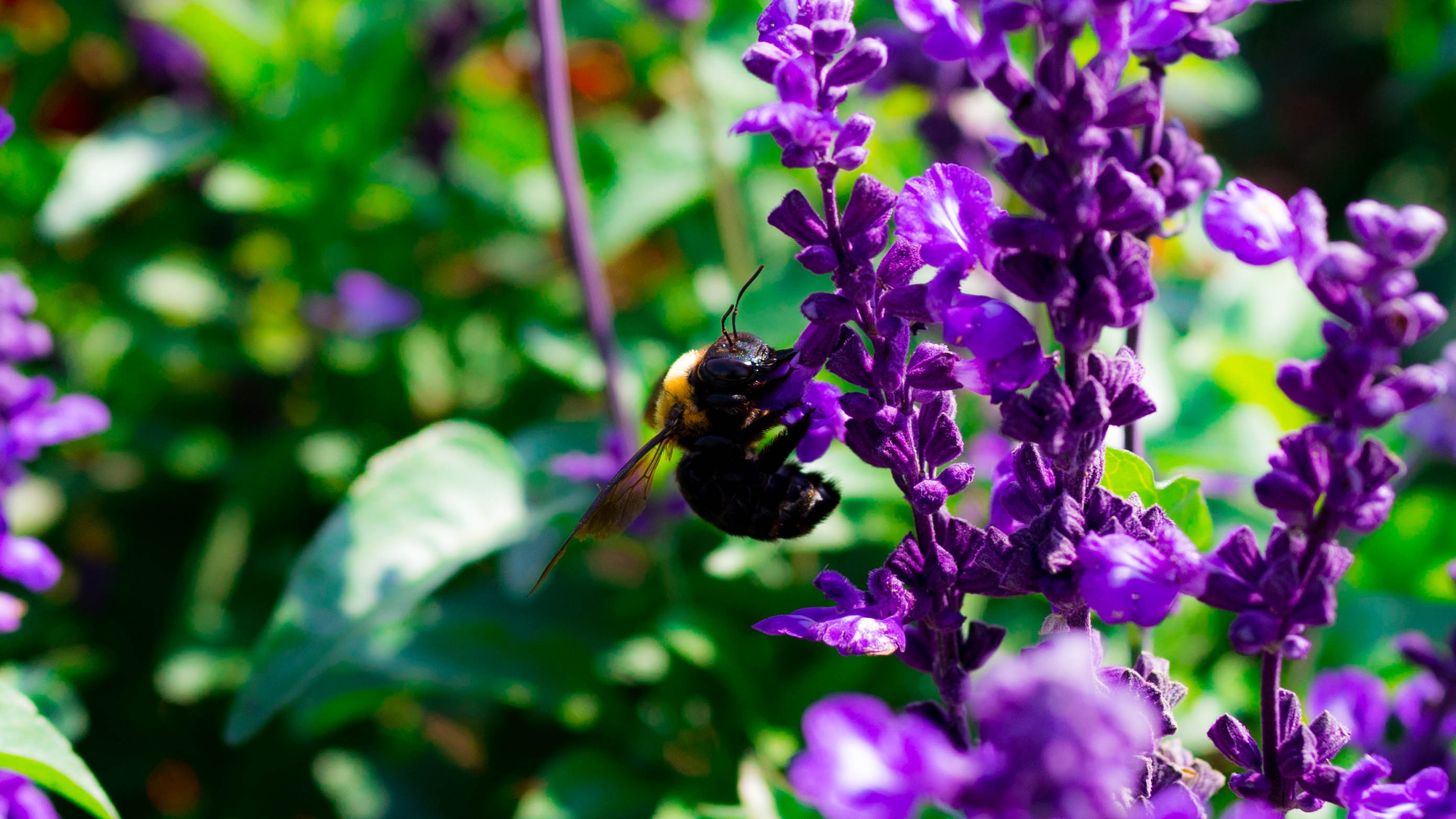 Laden Sie das Makro, Bestäubung, Blumen, Biene-Bild kostenlos auf Ihren PC-Desktop herunter