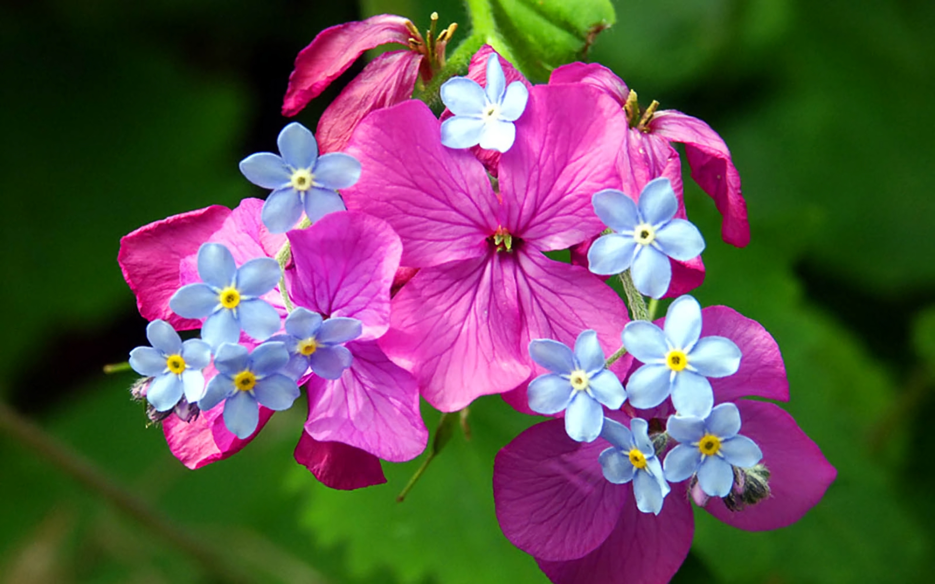 390545 descargar fondo de pantalla tierra/naturaleza, flor, flor azul, nomeolvides, flor purpura, flores: protectores de pantalla e imágenes gratis