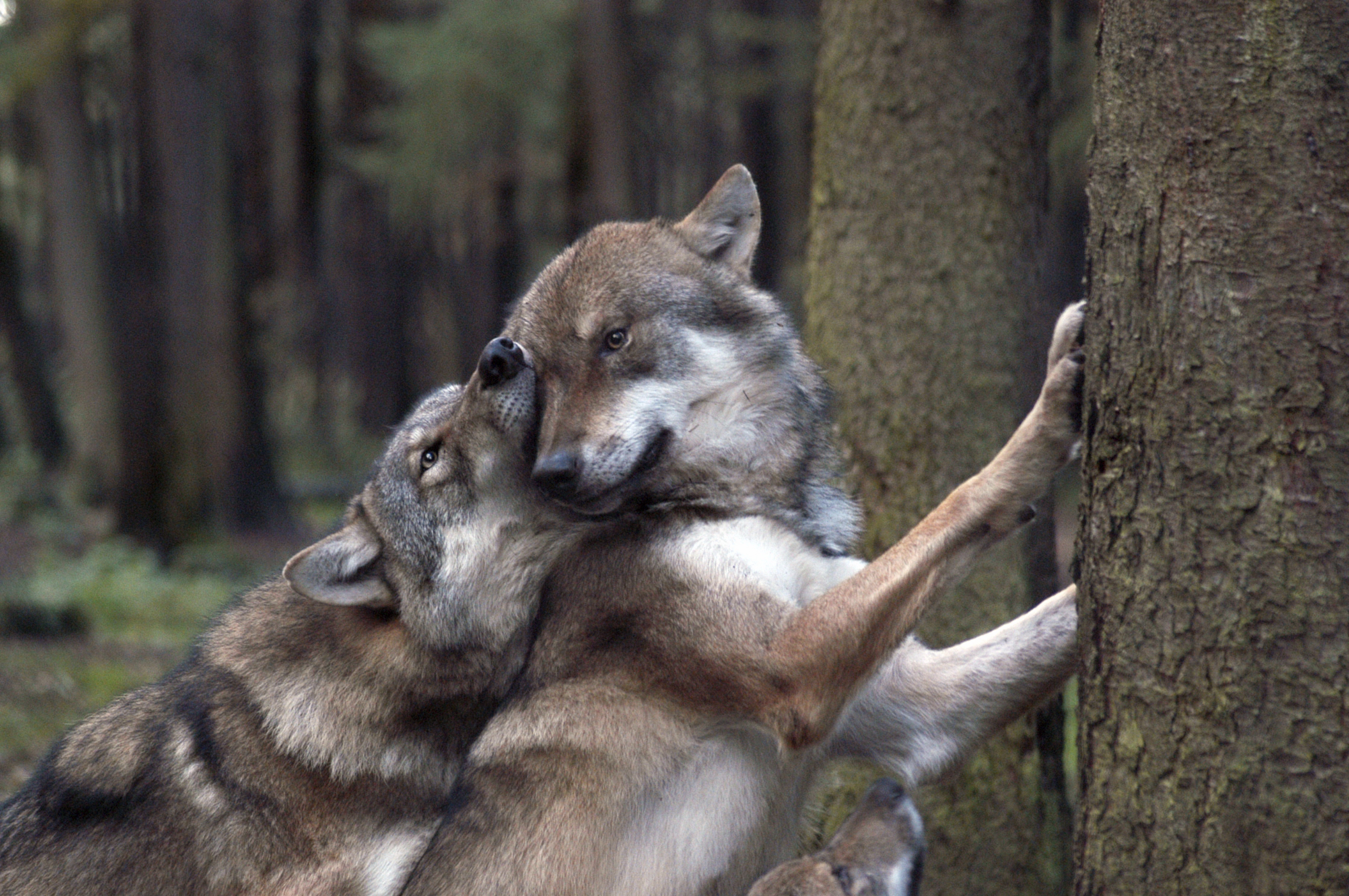 Скачать обои бесплатно Волки, Лес, Животные, Игры картинка на рабочий стол ПК