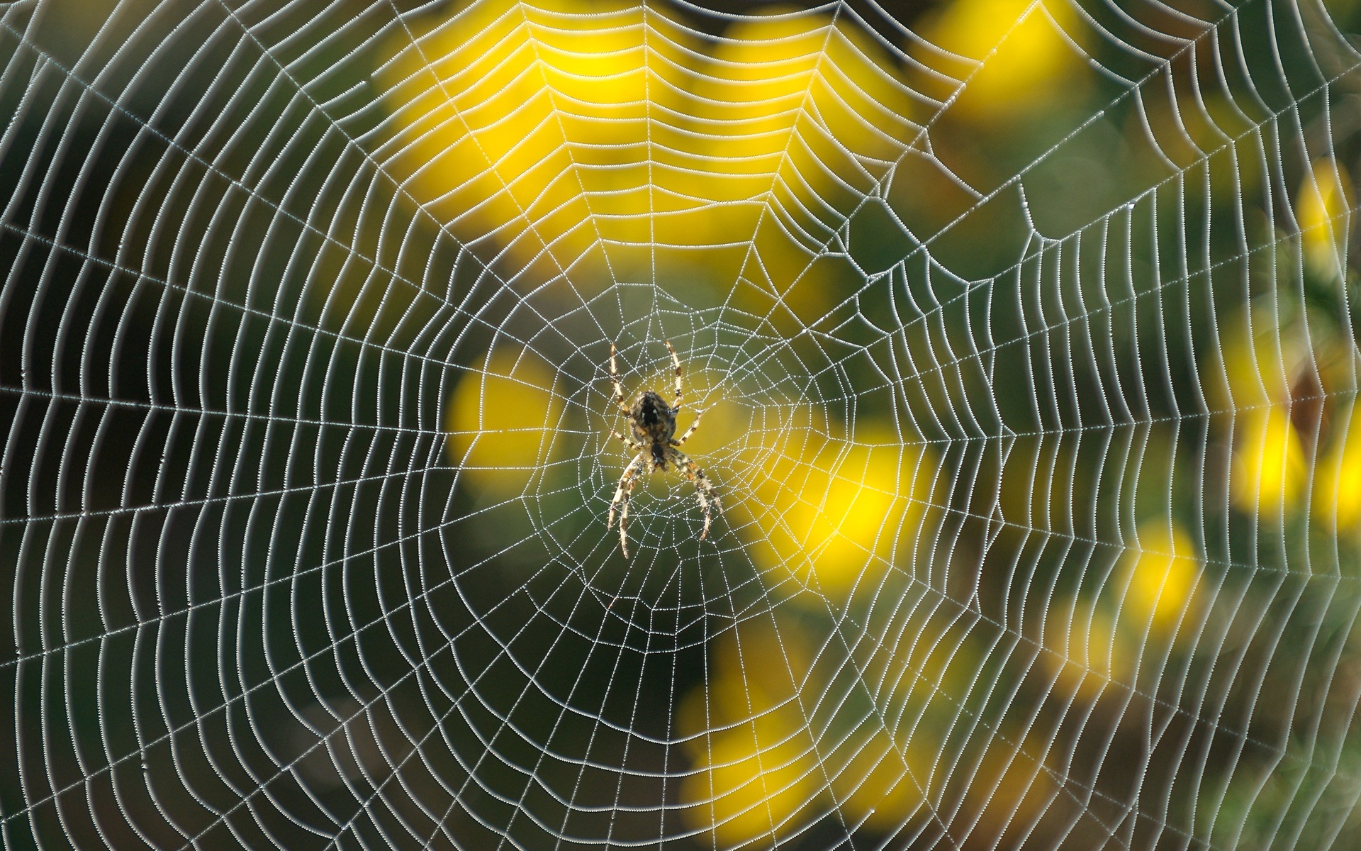 342552 Hintergrundbild herunterladen tiere, spinne, natur, spinnennetz, spinnen - Bildschirmschoner und Bilder kostenlos