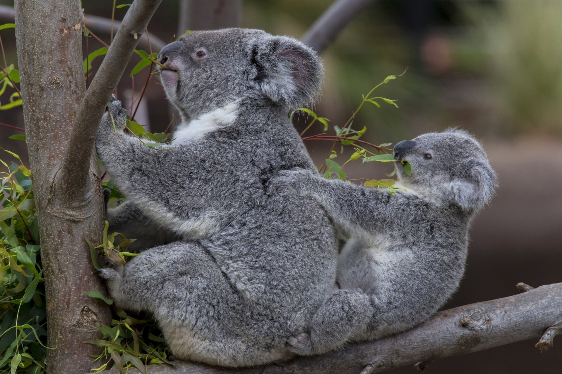 62048 descargar fondo de pantalla animales, koalas, madera, joven, pareja, par, árbol, joey: protectores de pantalla e imágenes gratis