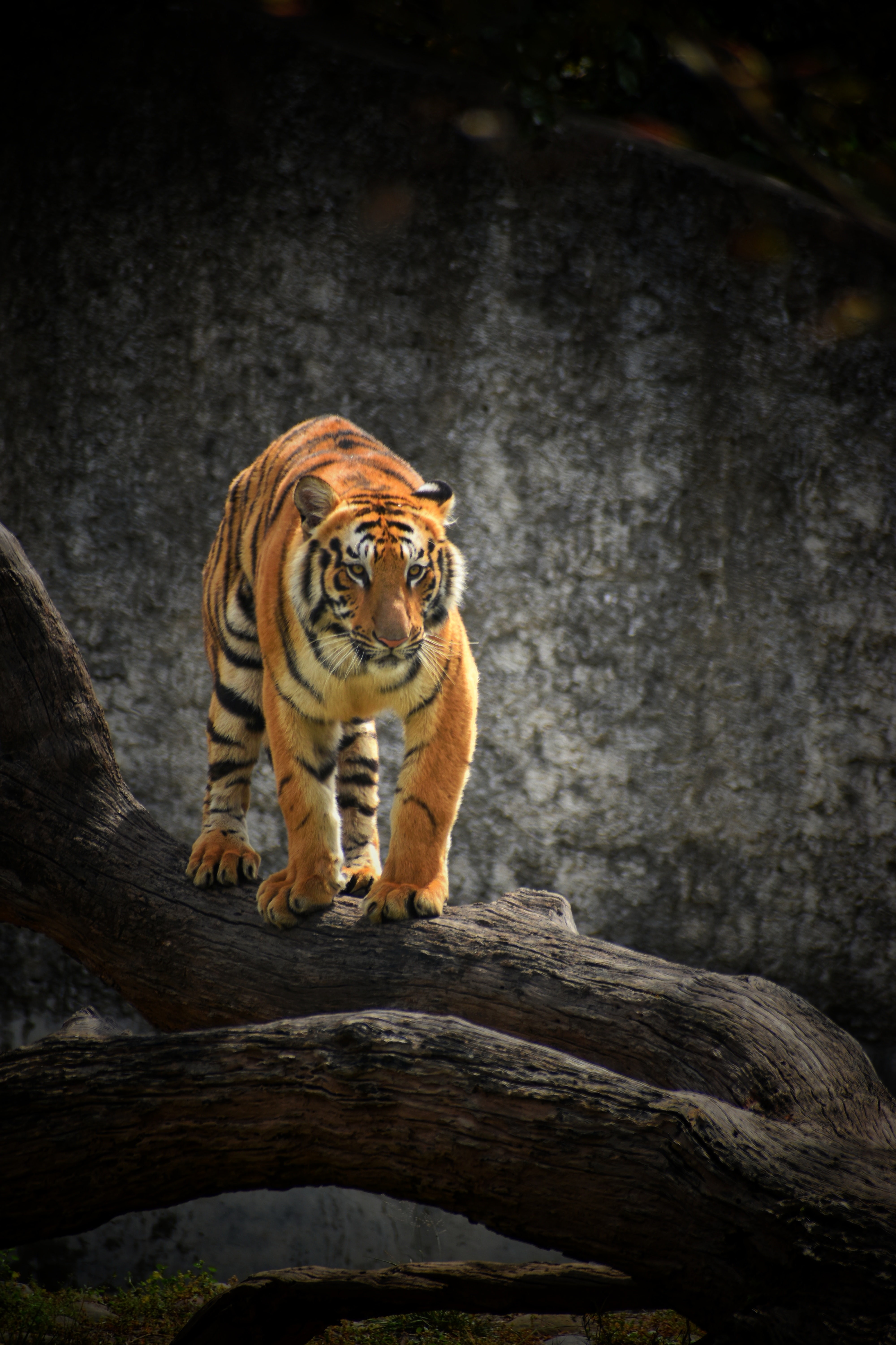 131150 descargar fondo de pantalla animales, madera, árbol, depredador, gato grande, visión, opinión, tigre: protectores de pantalla e imágenes gratis