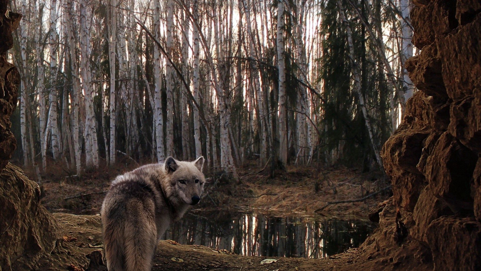 免费下载动物, 狼, 森林, 多云, 树手机壁纸。