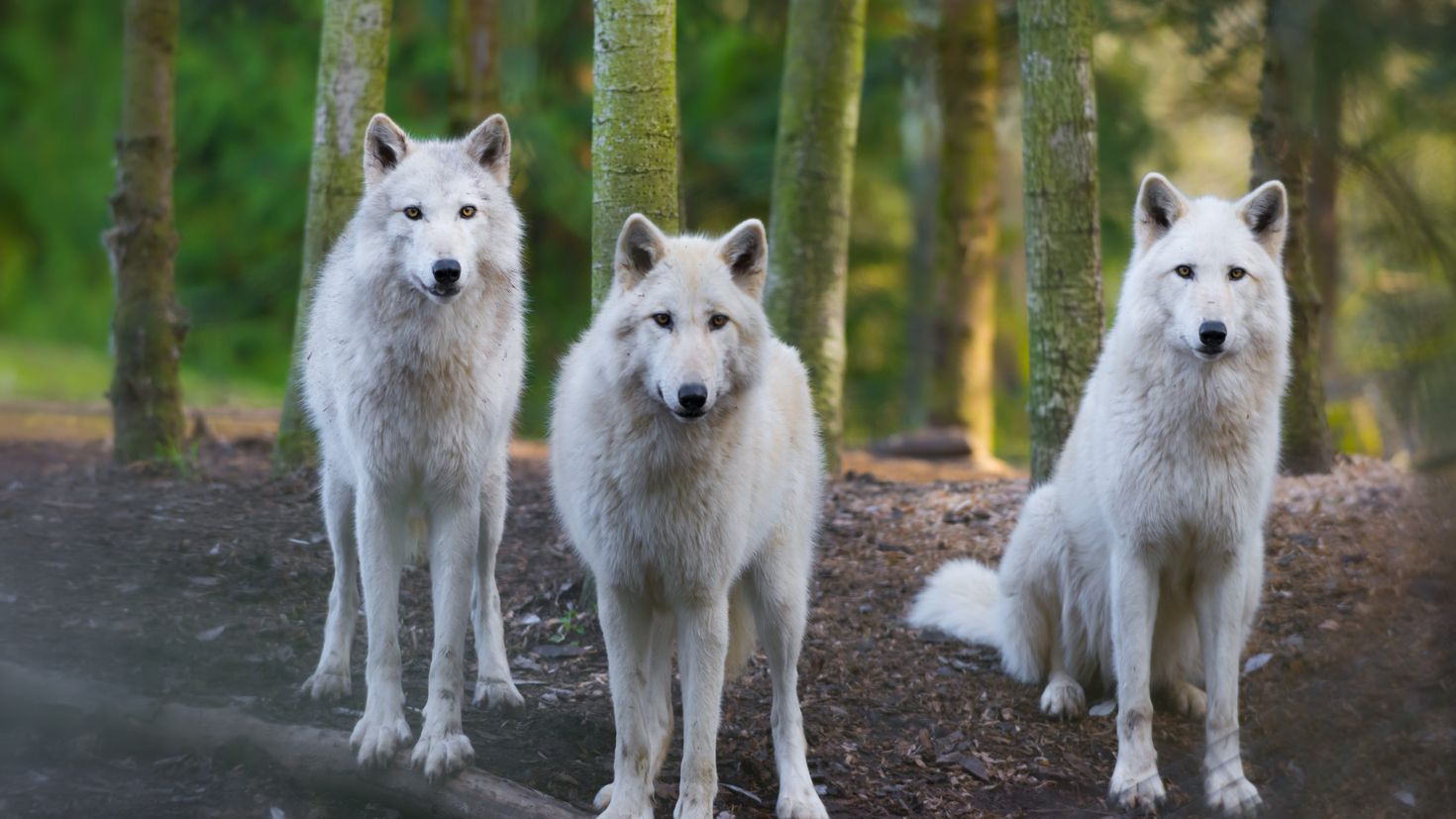 Волк новое слово. Три белых волка. Картинки на рабочий стол волки. Волк в лесу.