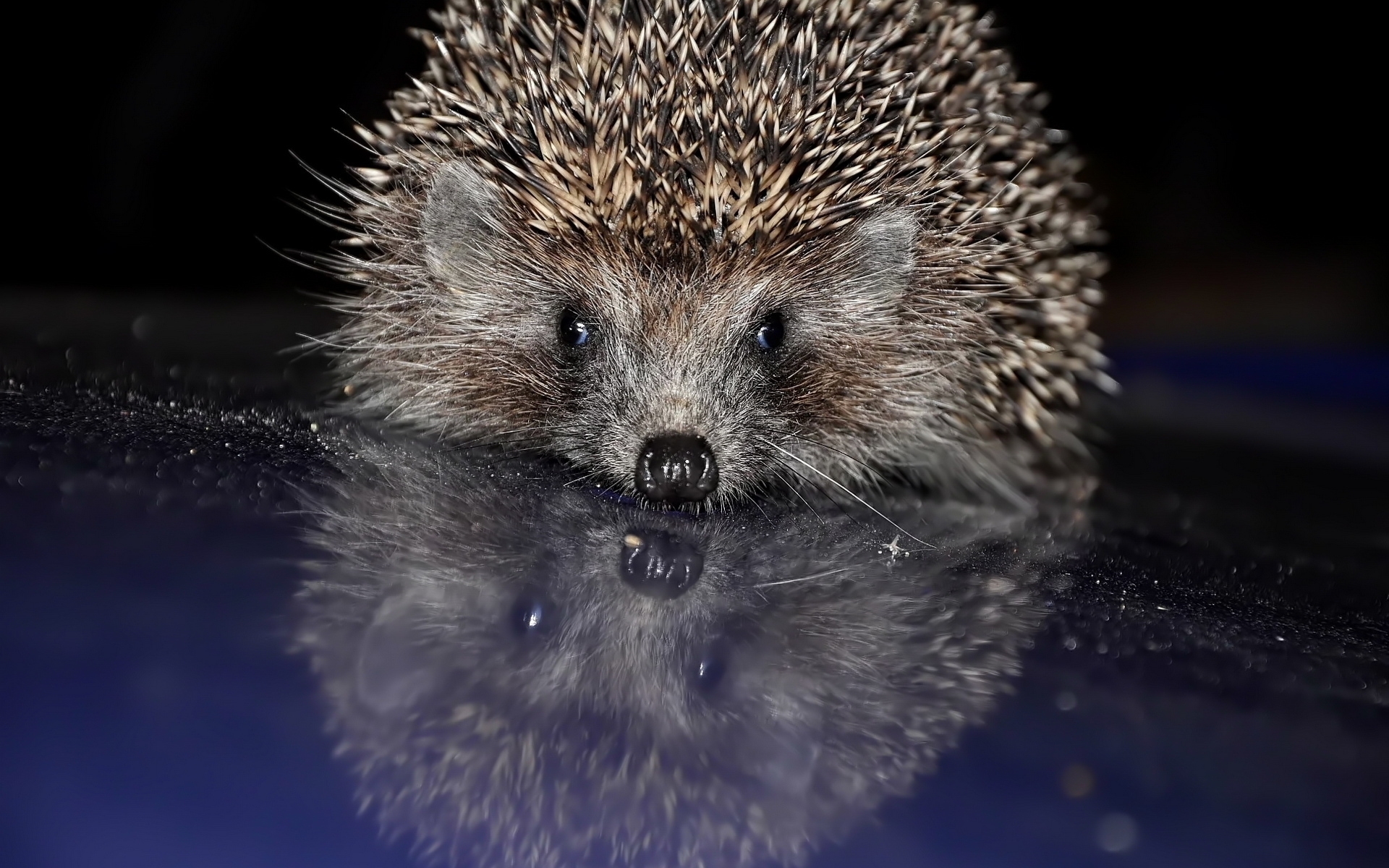 animals, hedgehogs HD wallpaper