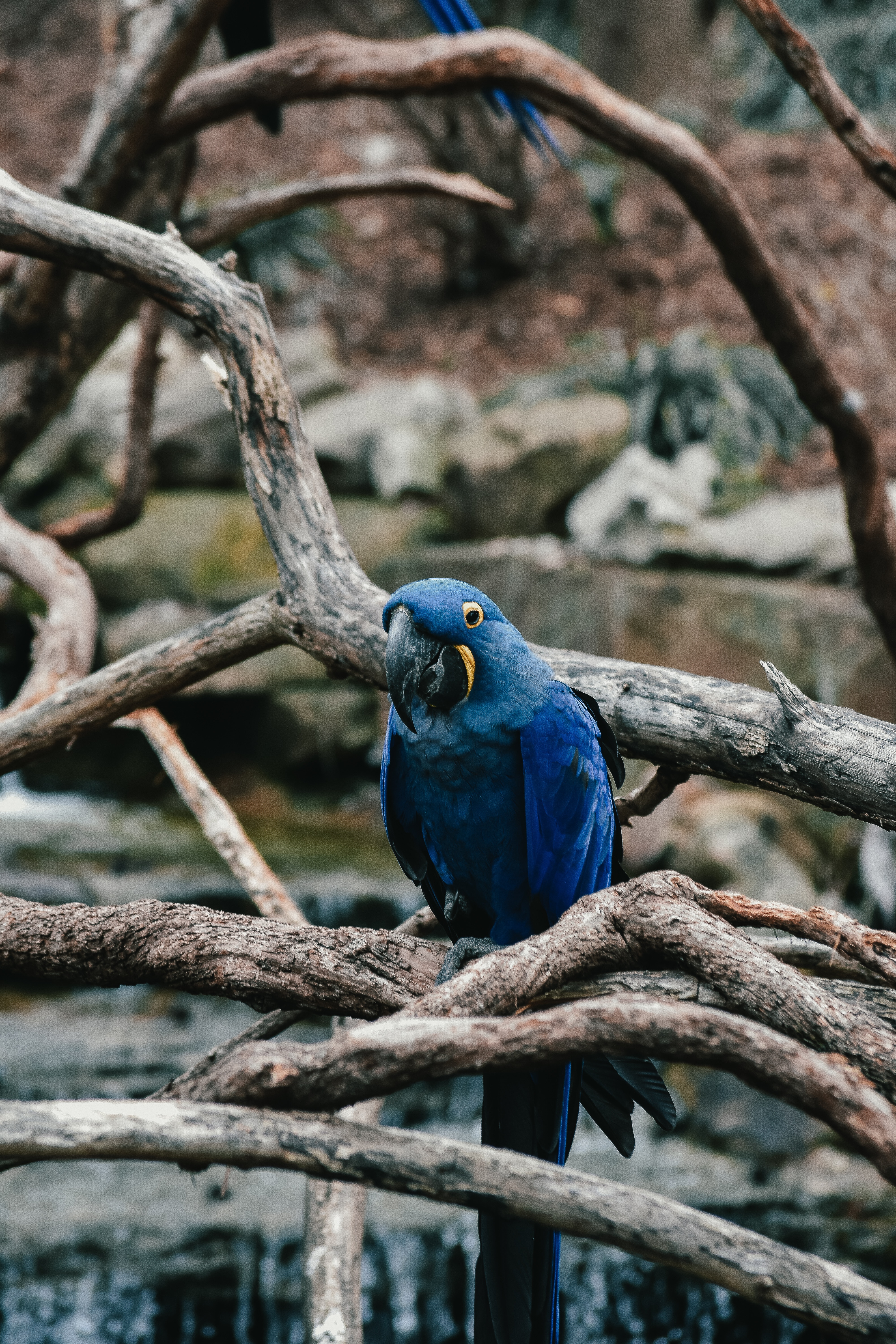 bird, parrots, animals, blue