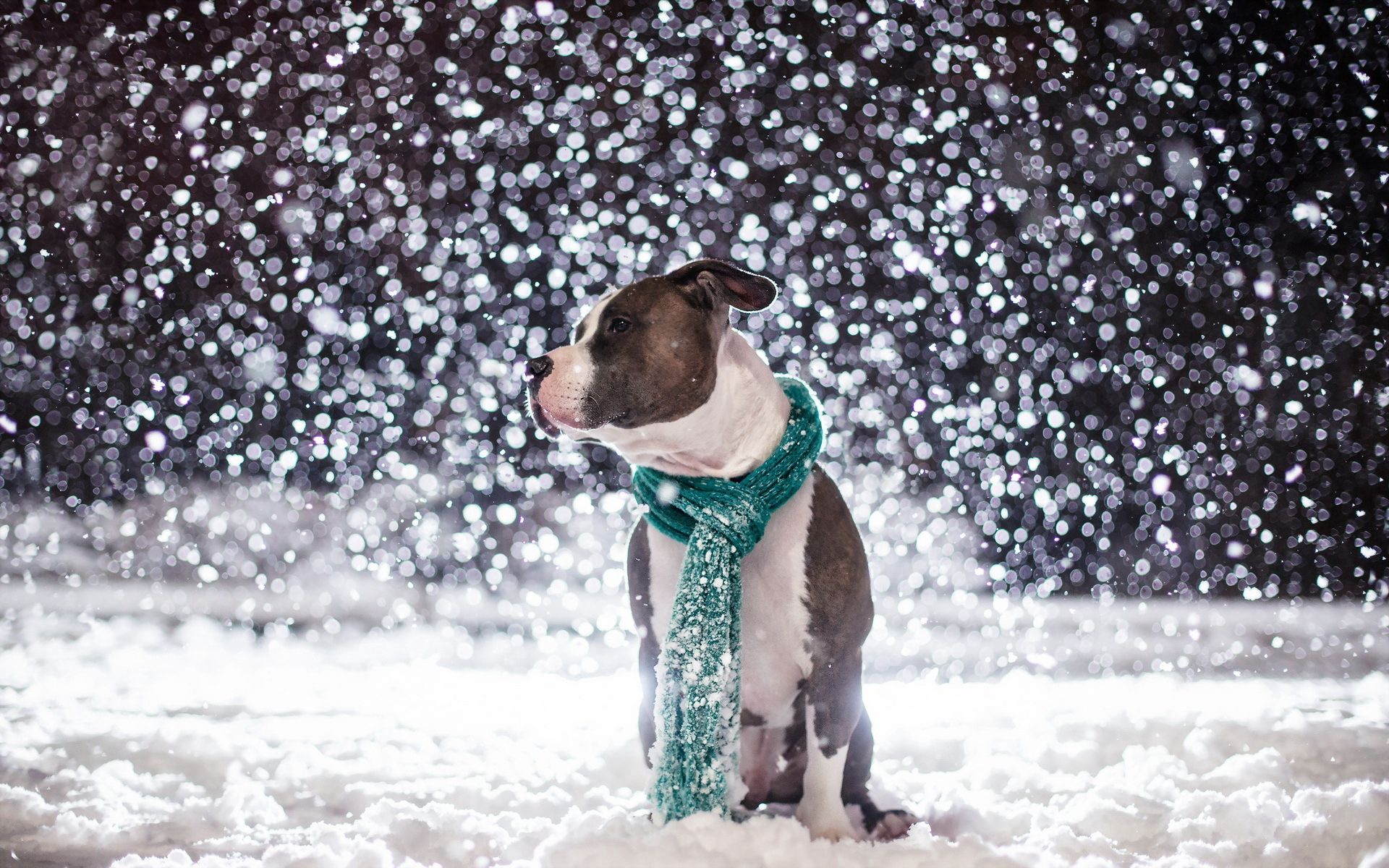 108430 завантажити шпалери друг, тварини, сніг, собака, пес, шарф - заставки і картинки безкоштовно