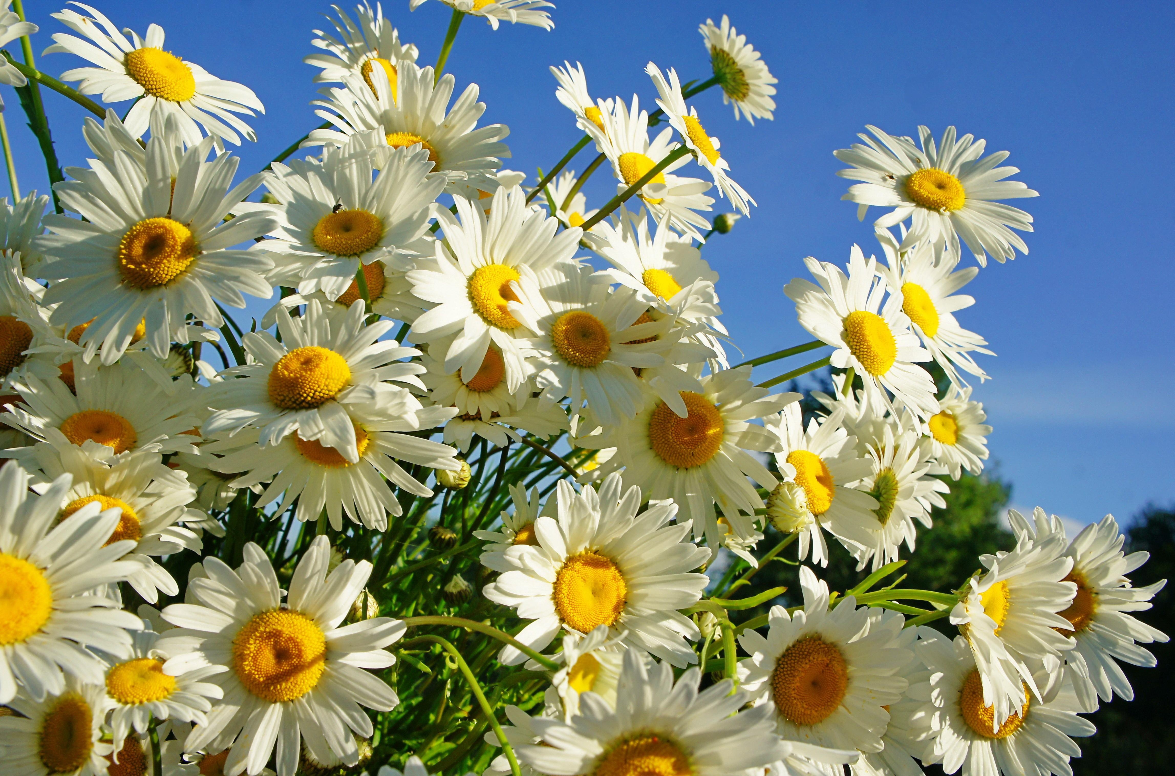 sunny, camomile, flowers, sky, bouquet, summer
