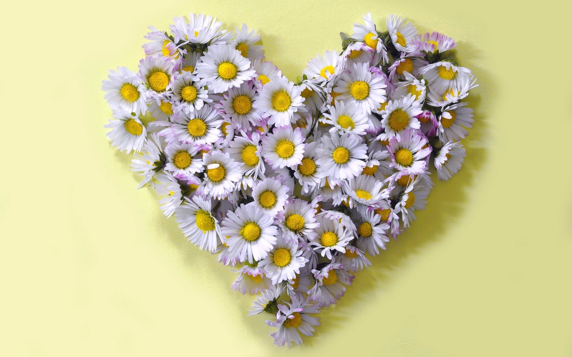 Download mobile wallpaper Heart, Artistic, Daisy, White Flower, Heart Shaped for free.