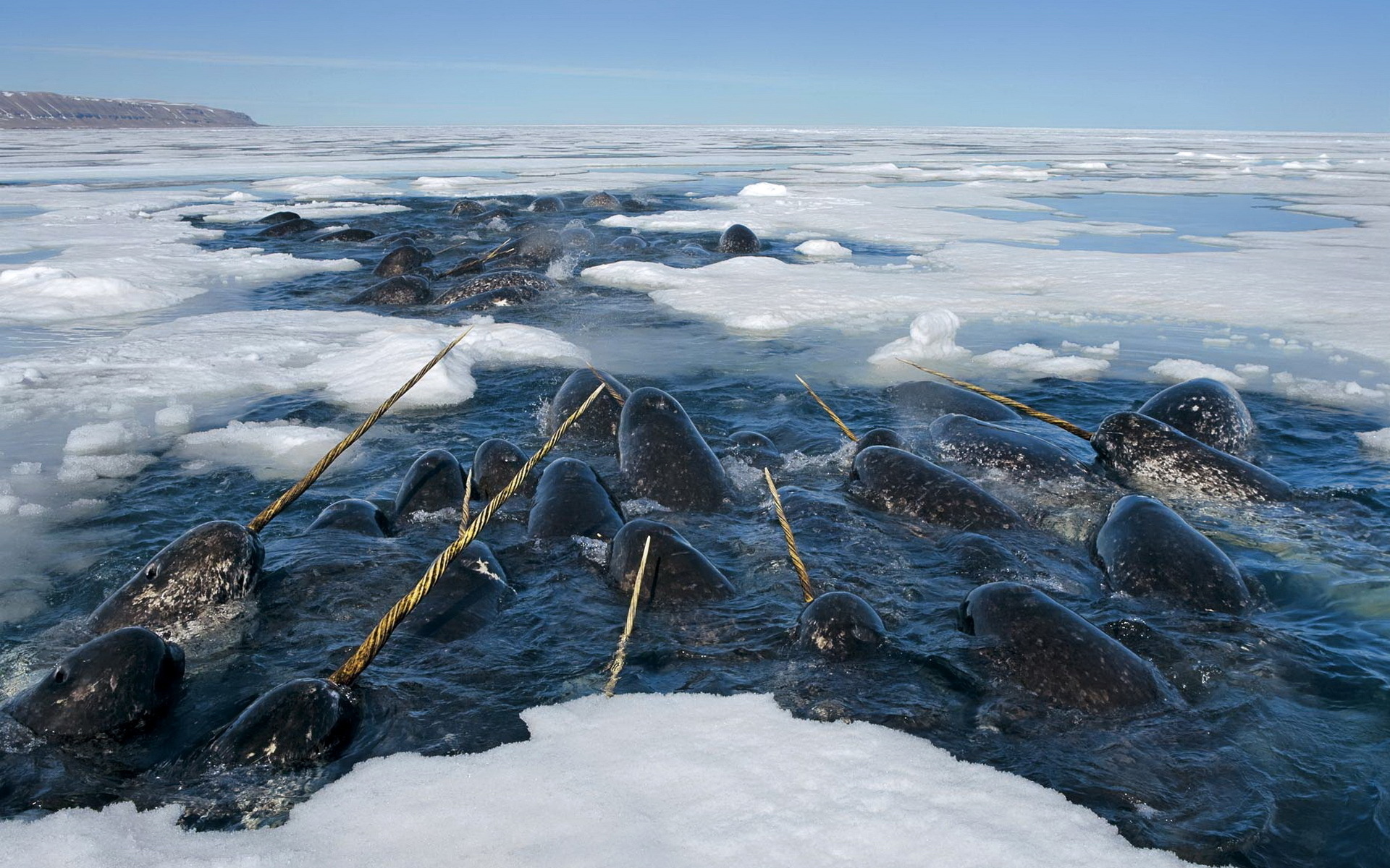 Животные И Растения Северного Ледовитого Океана