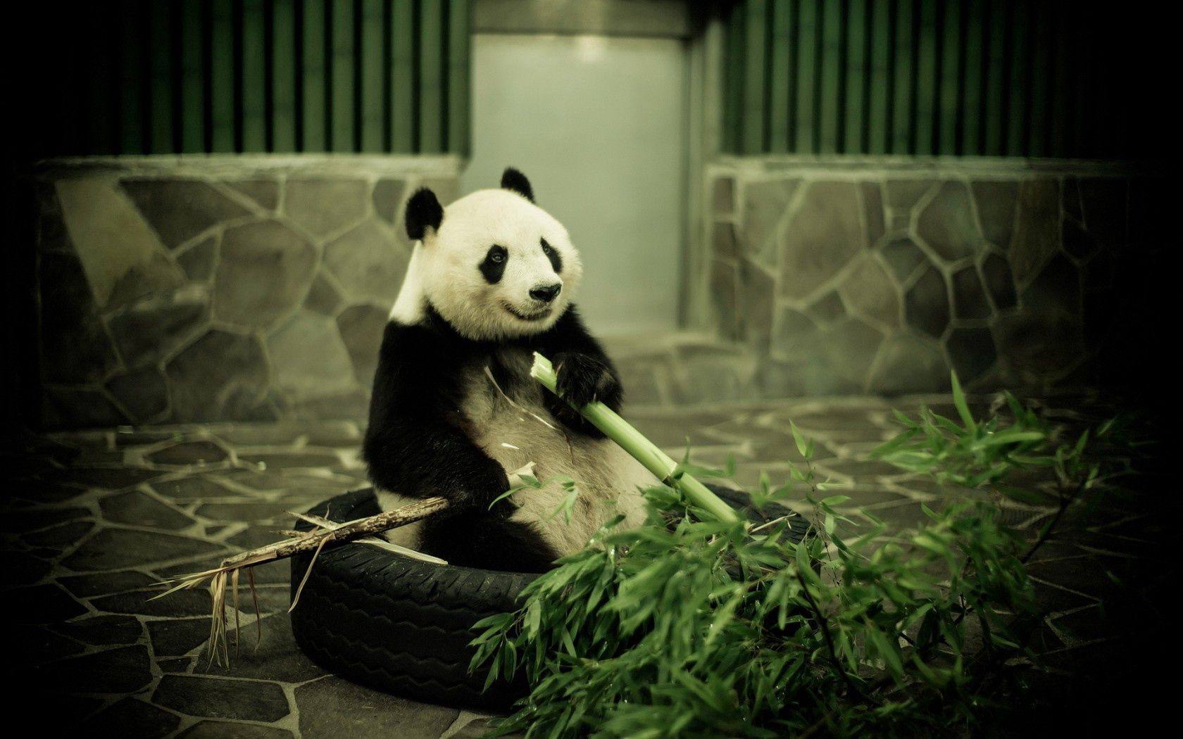 panda, animals, bamboo, zoo QHD
