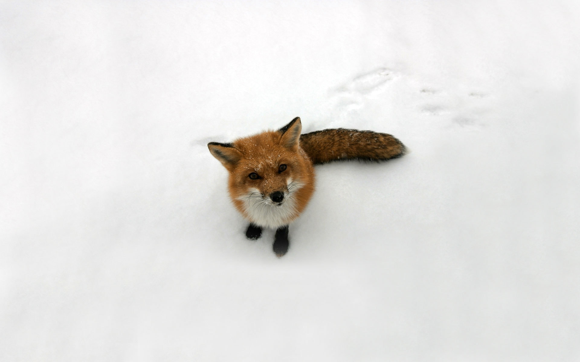 40478 Bild herunterladen tiere, fox - Hintergrundbilder und Bildschirmschoner kostenlos
