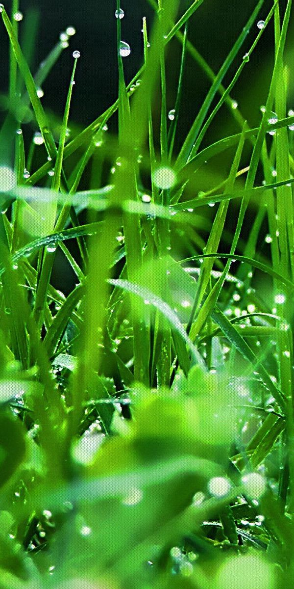 Свежесть росы. Природа зелень. Лето зелень. Роса на траве. Роса на траве фото.