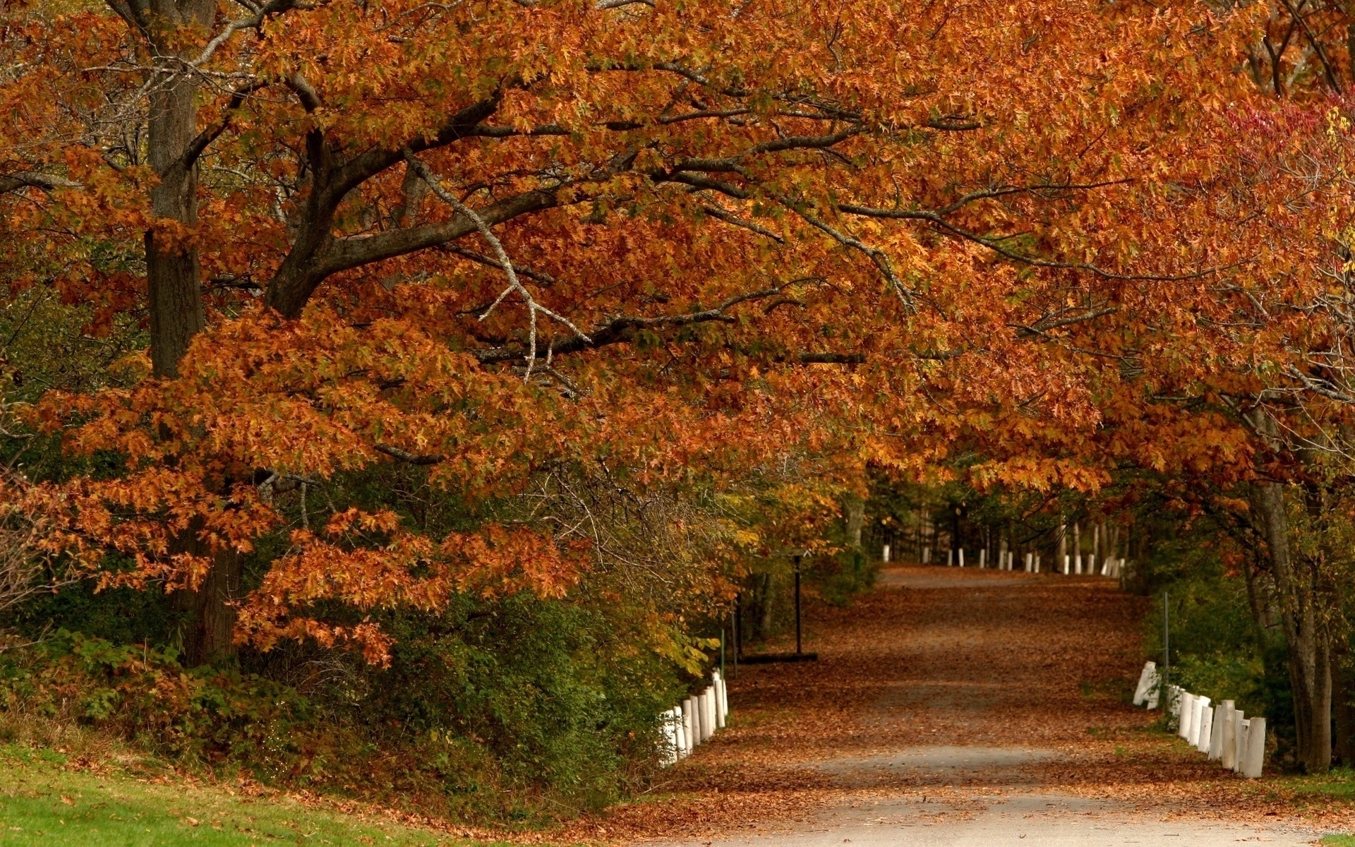 Download mobile wallpaper Landscape, Leaves, Trees, Autumn for free.