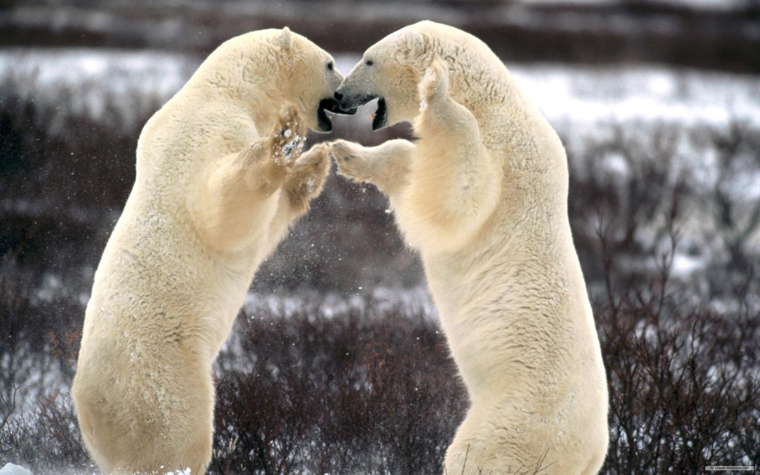animal, polar bear, bears 5K