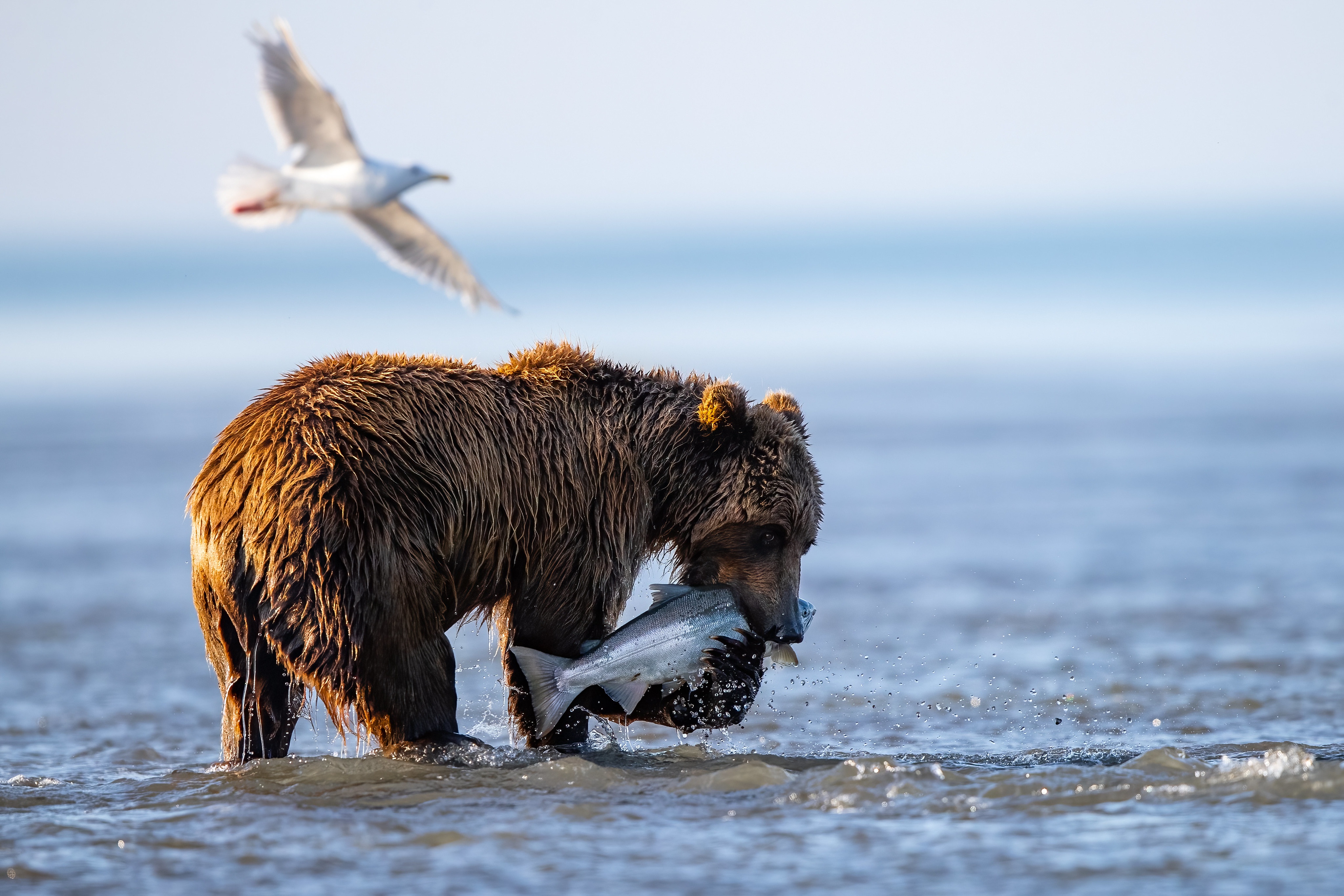 Бурый медведь охотится на животных