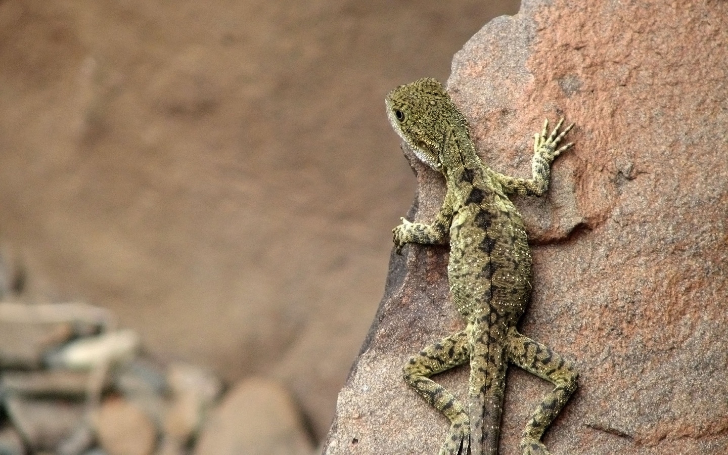 27406 Bild herunterladen tiere, lizards, orange - Hintergrundbilder und Bildschirmschoner kostenlos