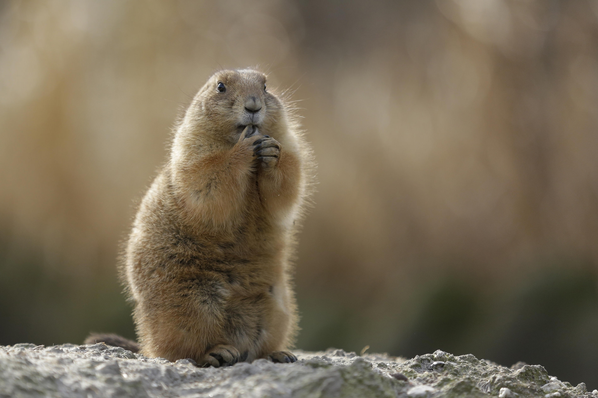 marmot, animal