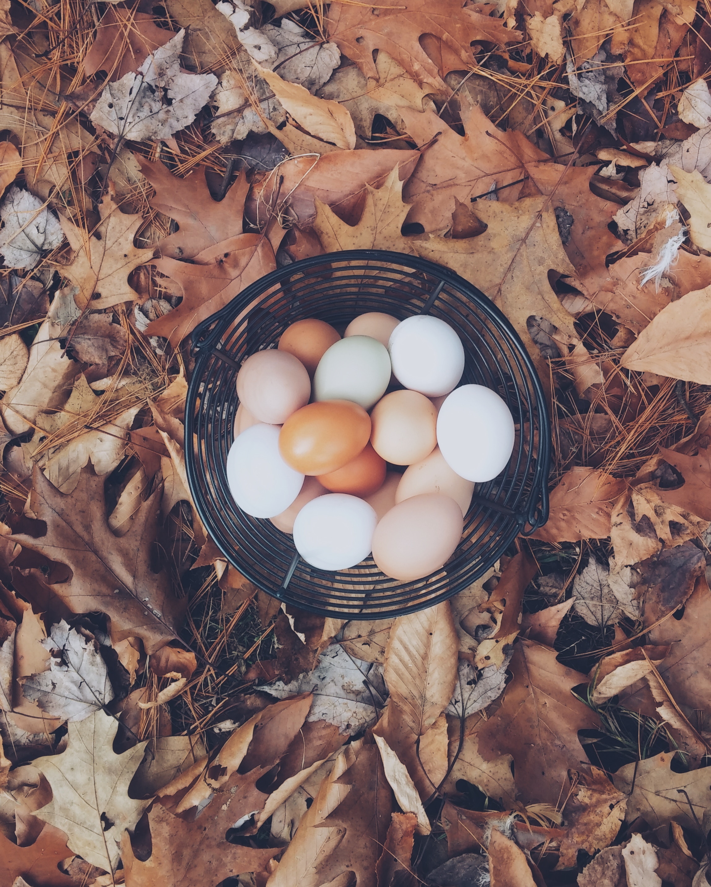 autumn, eggs, food, foliage, basket