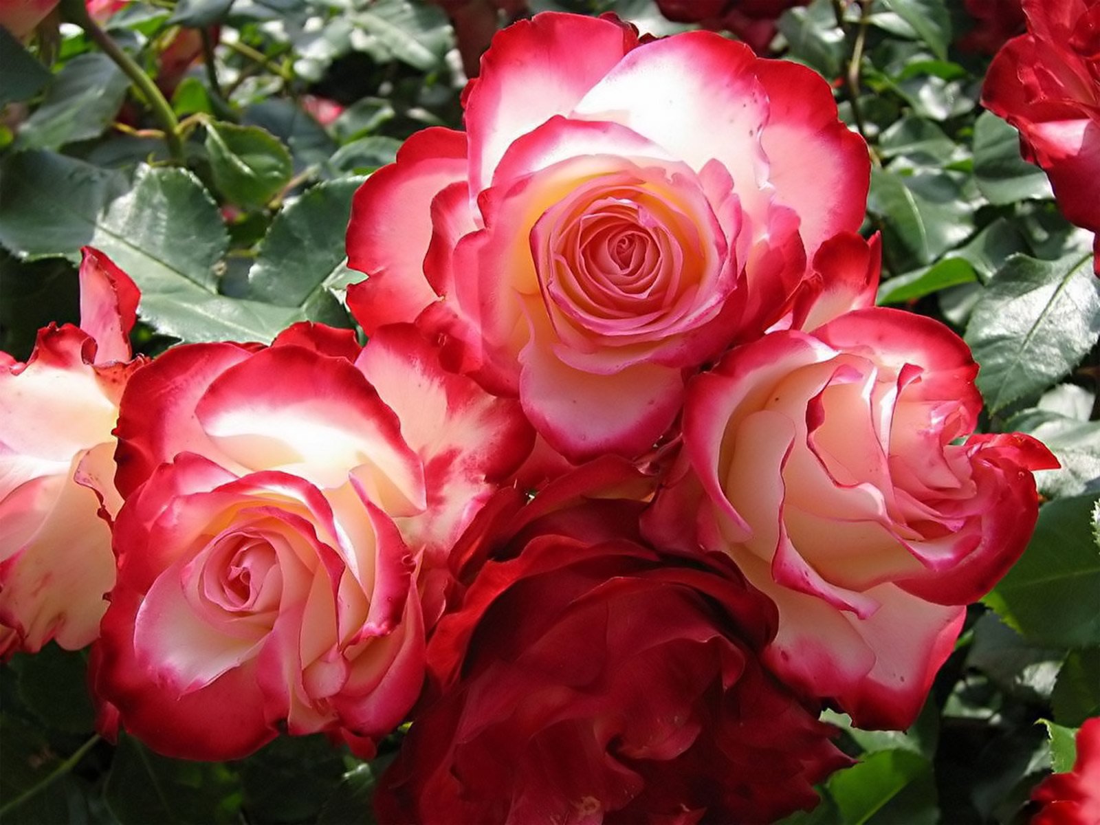 163607 下載圖片 自然, 玫瑰, 花卉 - 免費壁紙和屏保