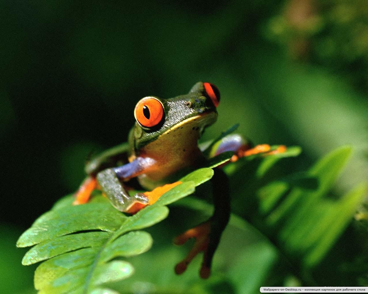 Download mobile wallpaper Animals, Frogs for free.
