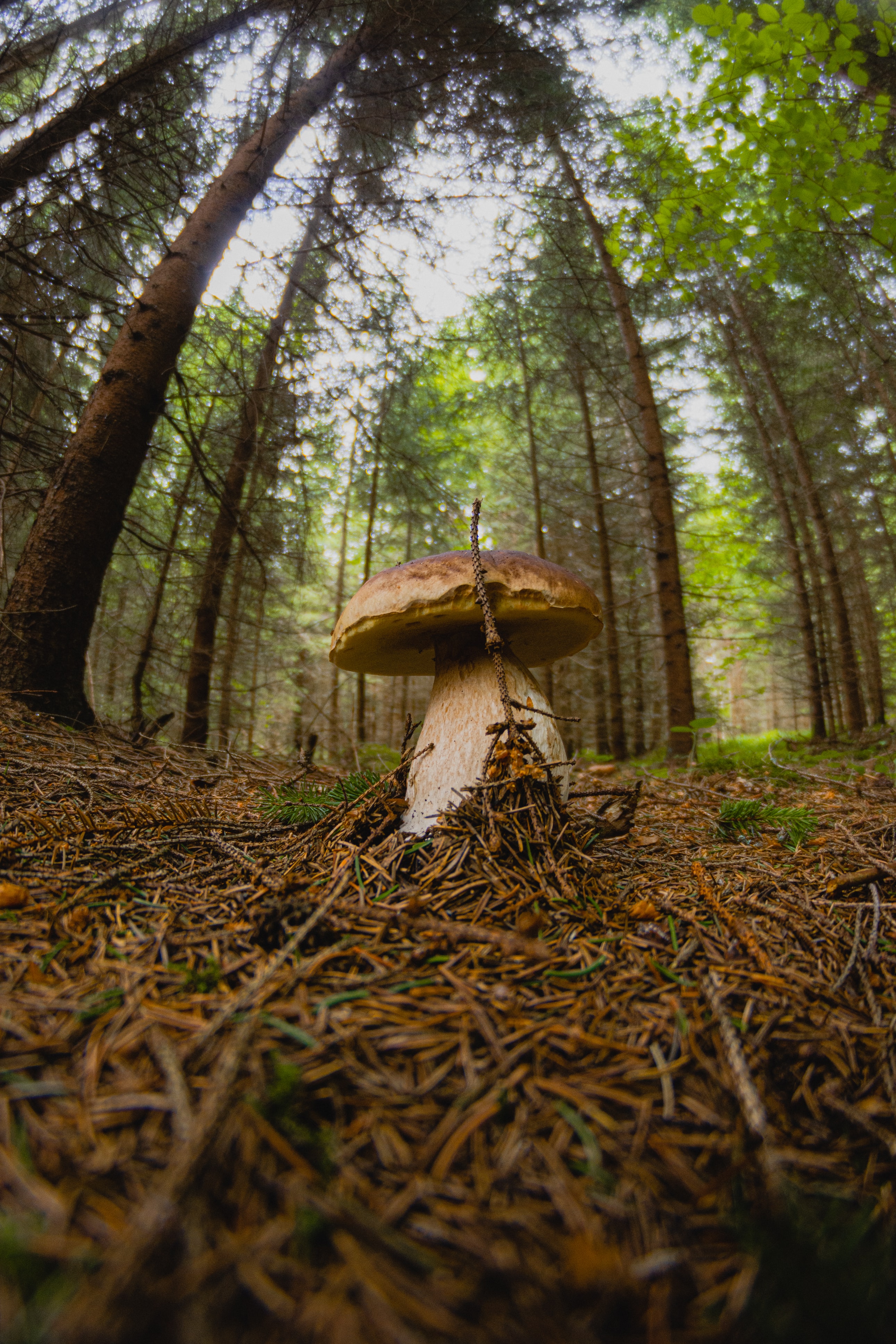 mushroom, nature, forest, branch, white mushroom HD wallpaper