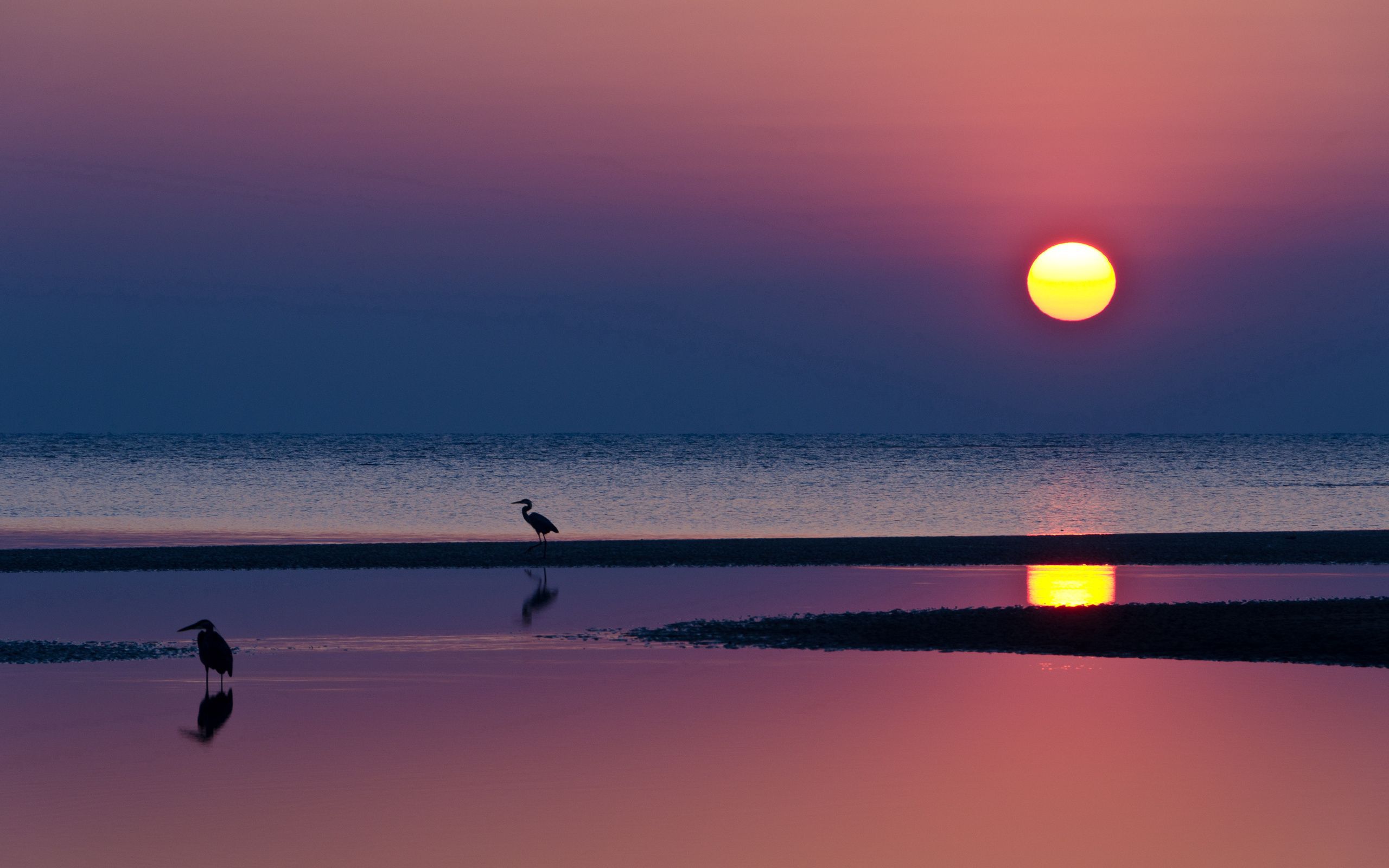 sea, nature, water, sunset, sun, beach, heron, horizon, reflection, silhouettes, evening
