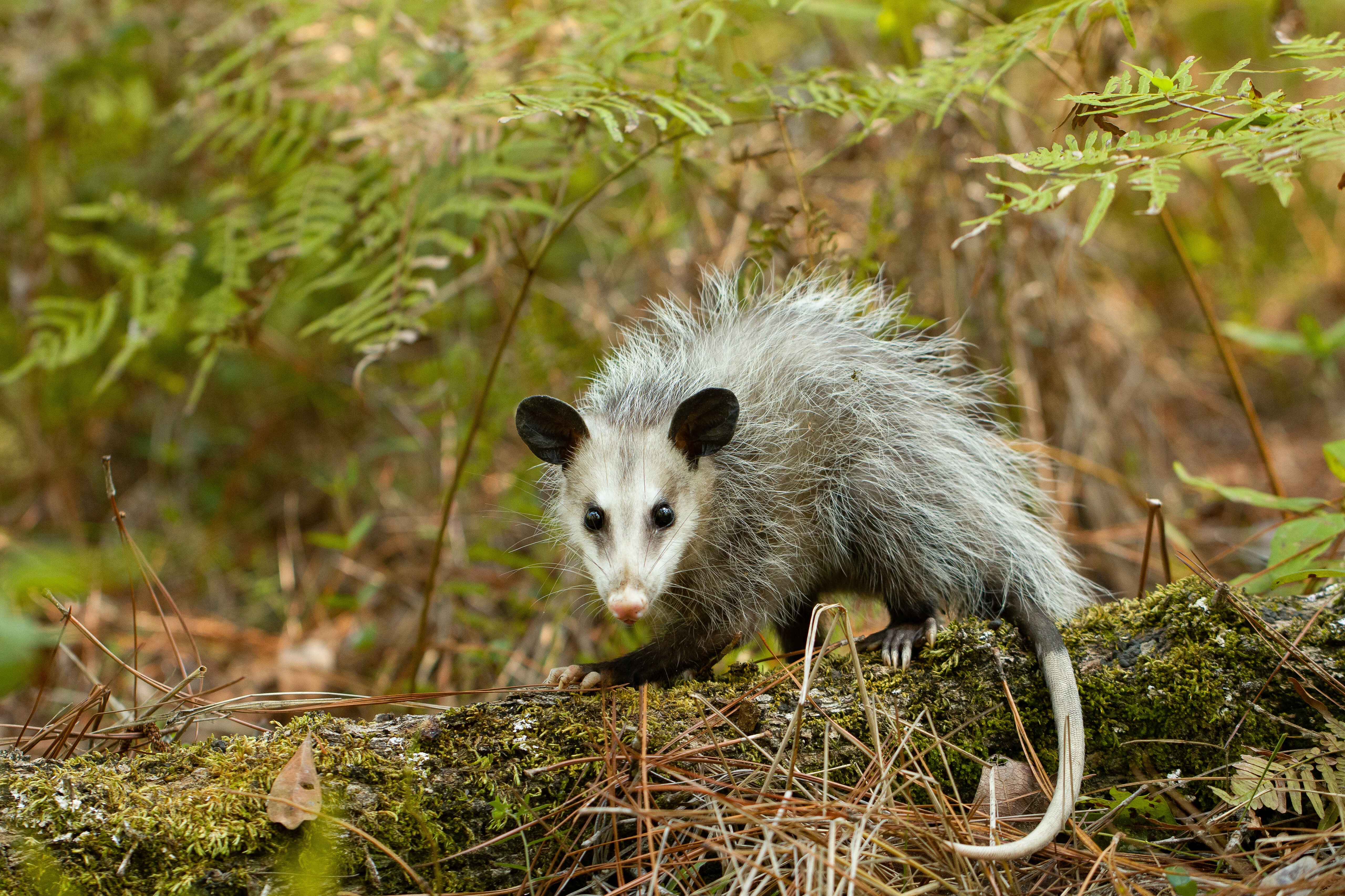 animal, opossum cellphone